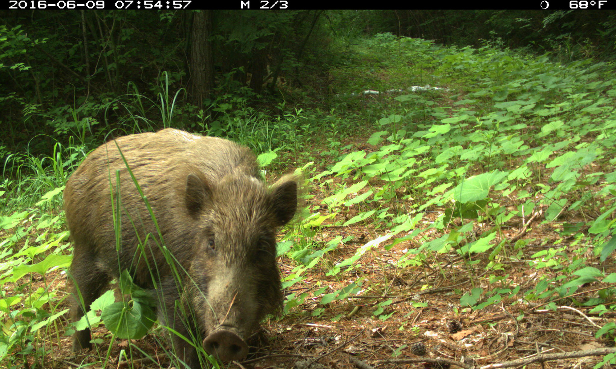 final wild boar fukushima jim beasley