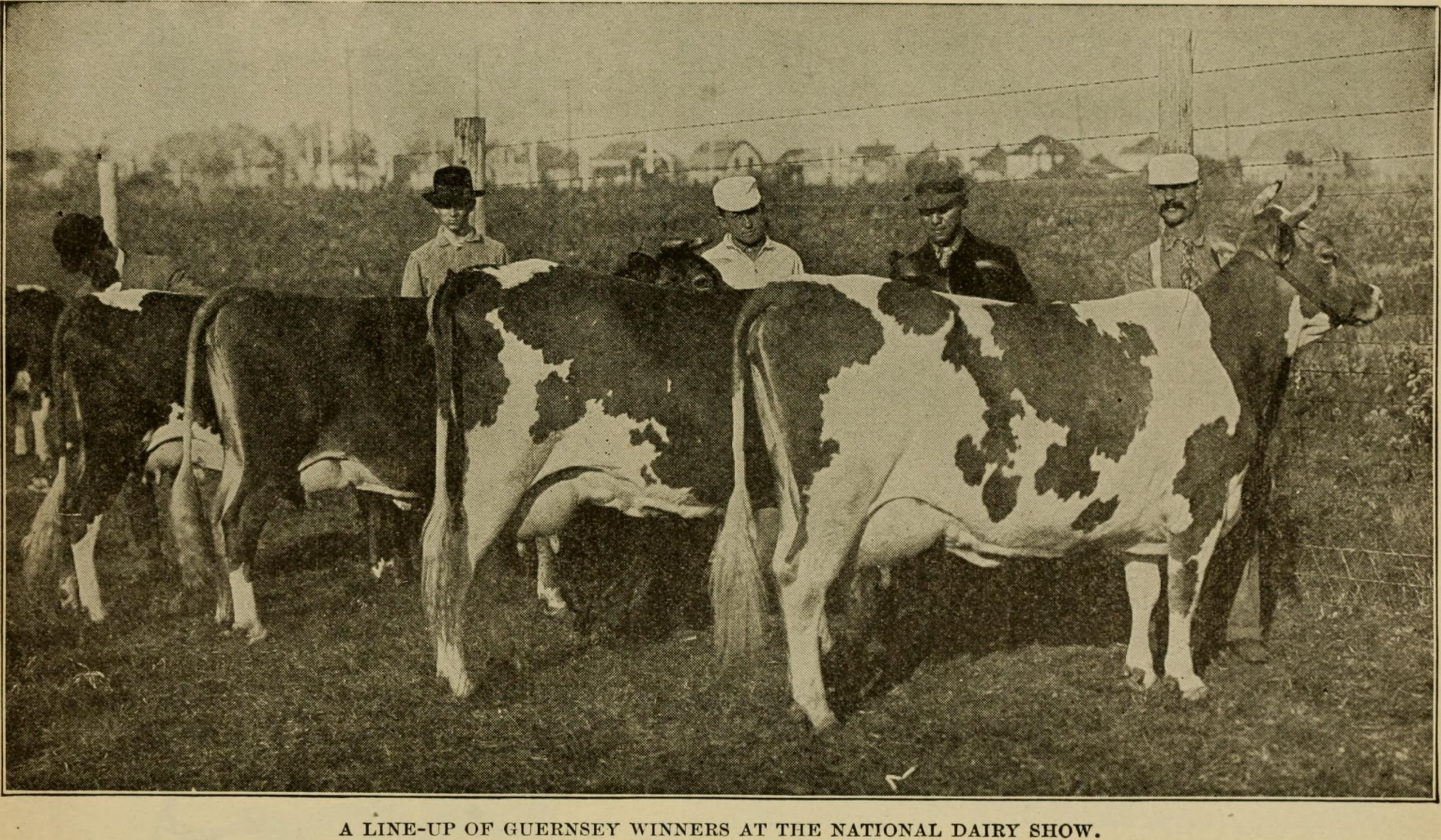 Live stock a cyclopedia for the farmer and stock owner including the breeding care feeding and management of horses cattle swine sheep and poultry with a special department on dairying being %