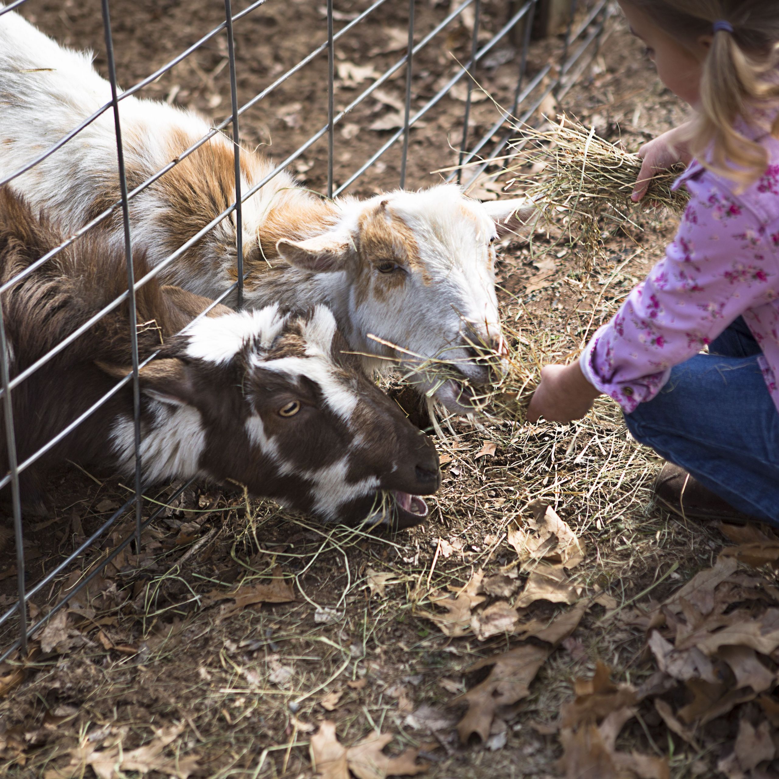 young girl feeding goats underneath fence 579fabae3df78c3276b769b7