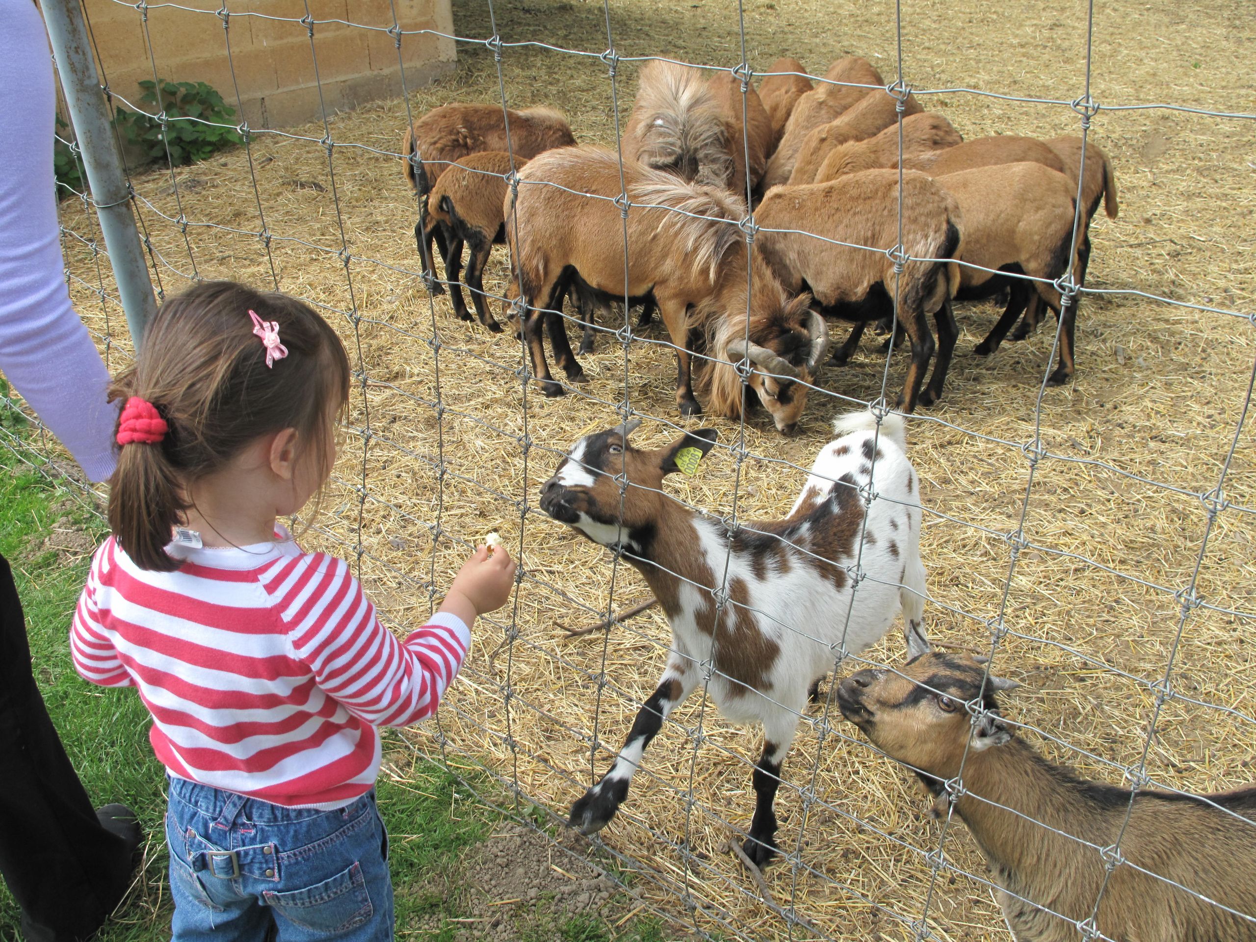 Feeding goats zoo d Attilly