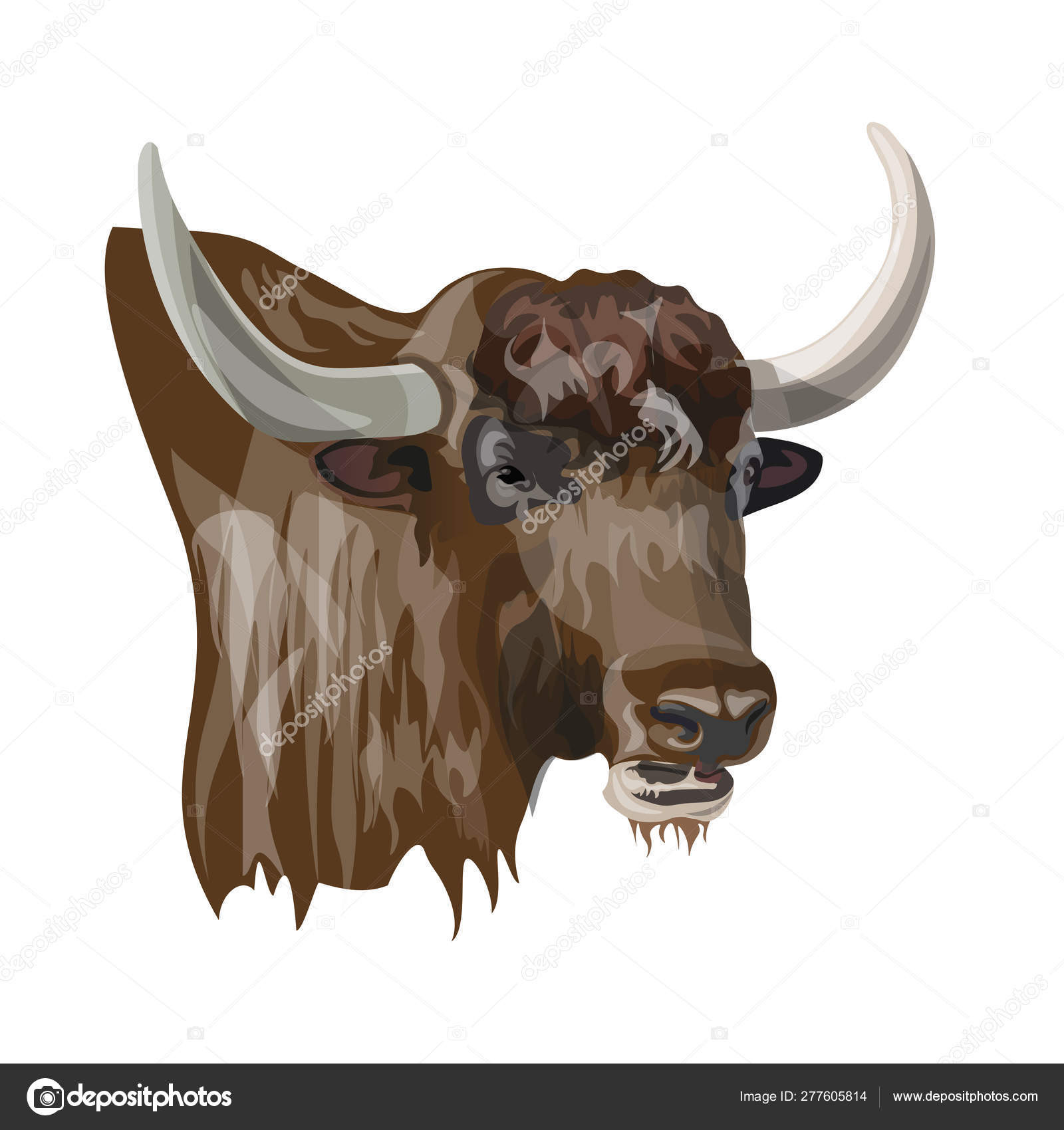 depositphotos stock illustration portrait of domestic yak