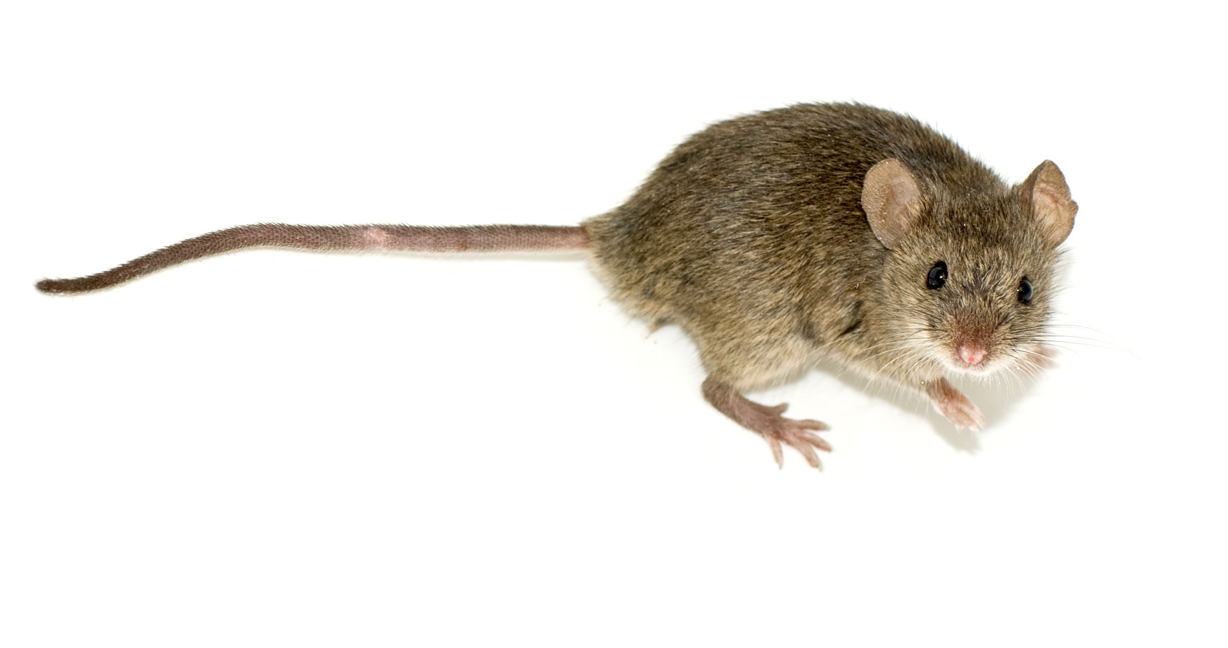 Мышь 2