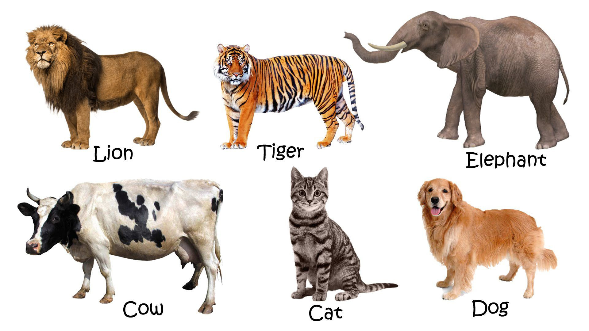 Farm Animals Vocabulary