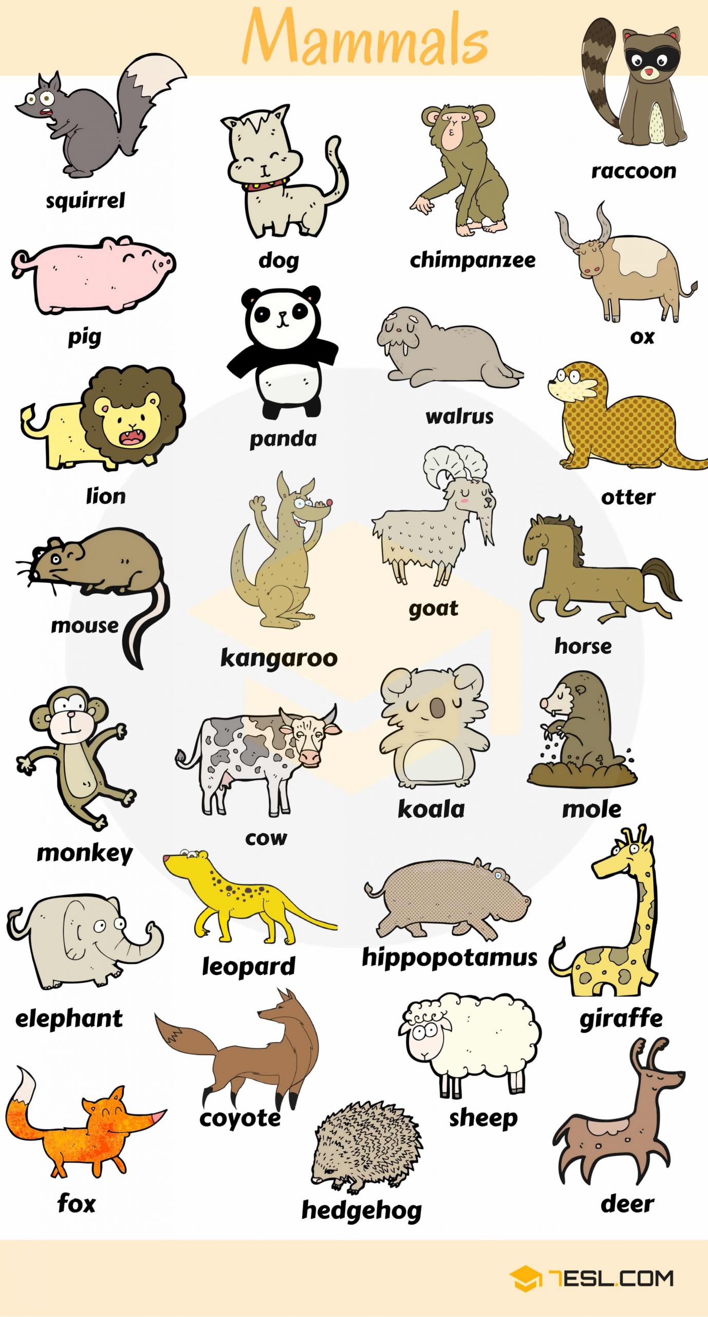 mammals vocabulary