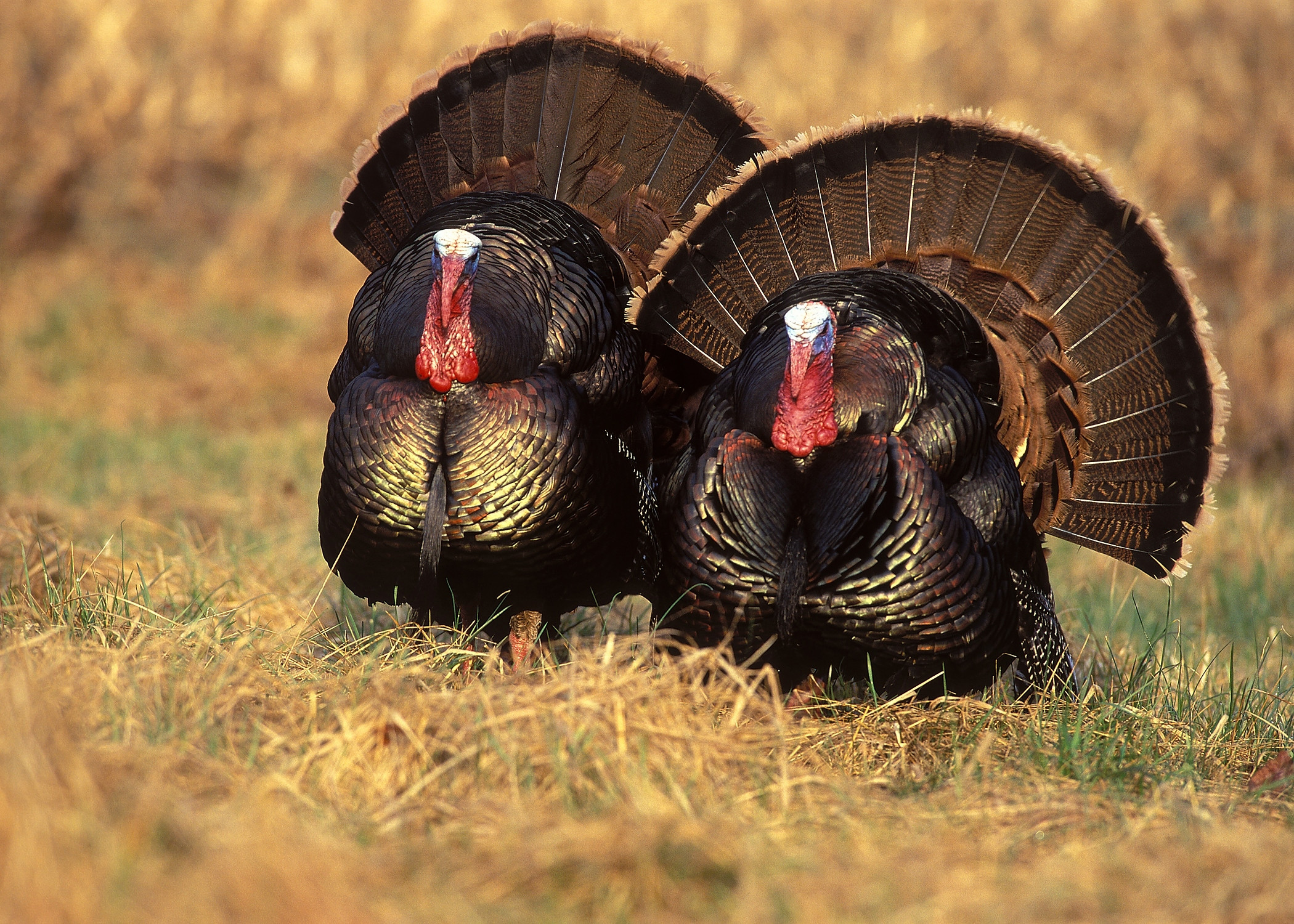 turkey wallpaper unique wild turkey inspiration of turkey wallpaper