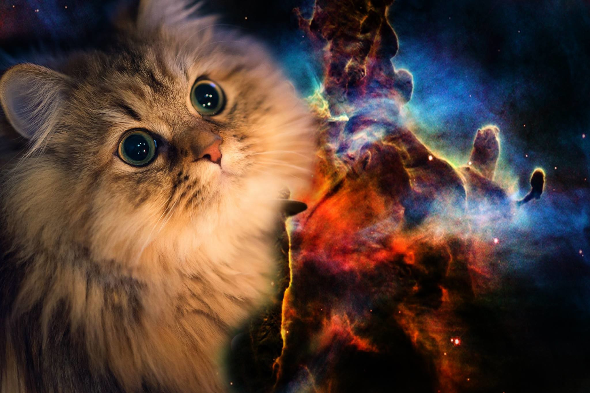 widescreen awesome cat wallpapers 2048x1365 for android