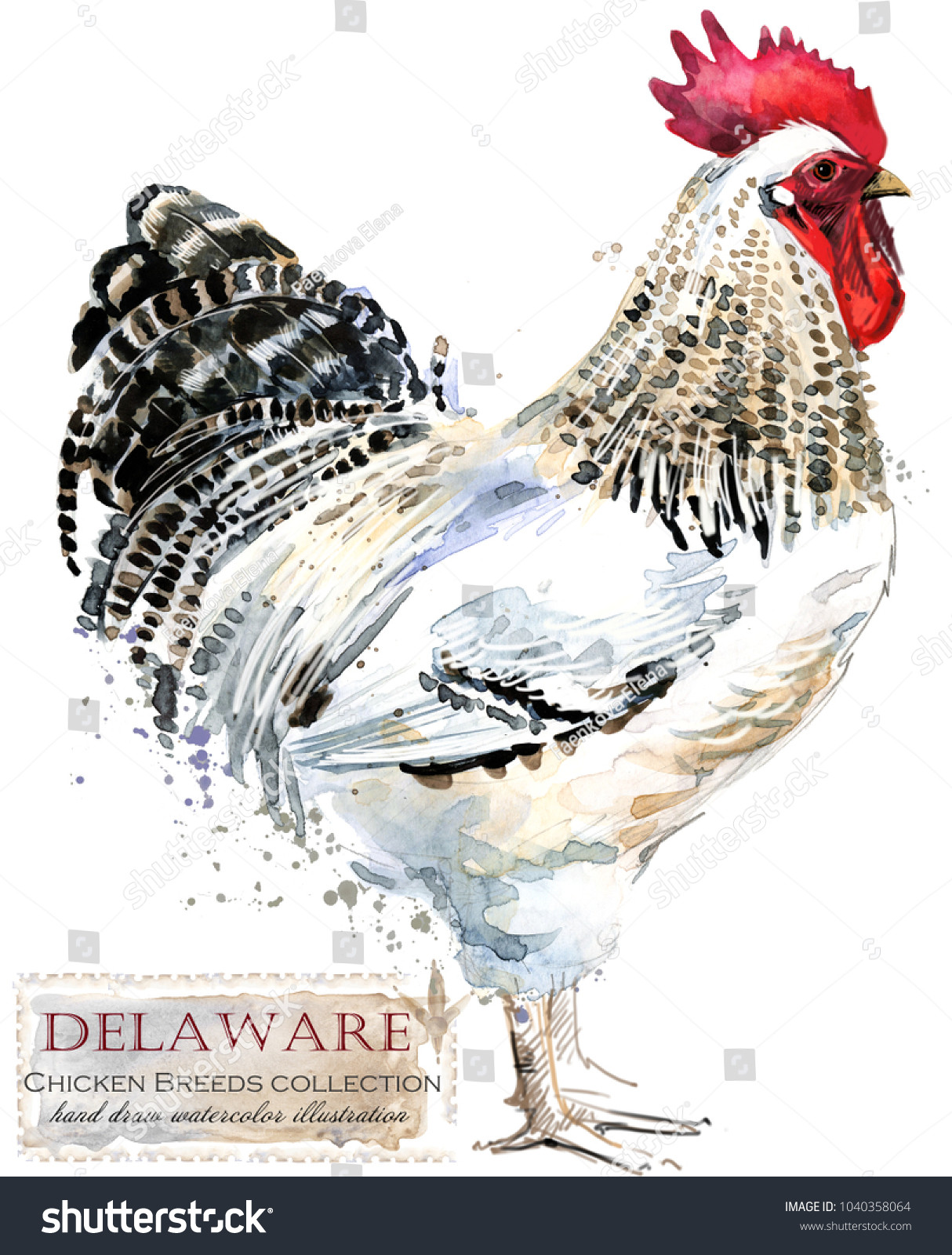 stock photo delaware rooster poultry farming chicken breeds series domestic farm bird watercolor