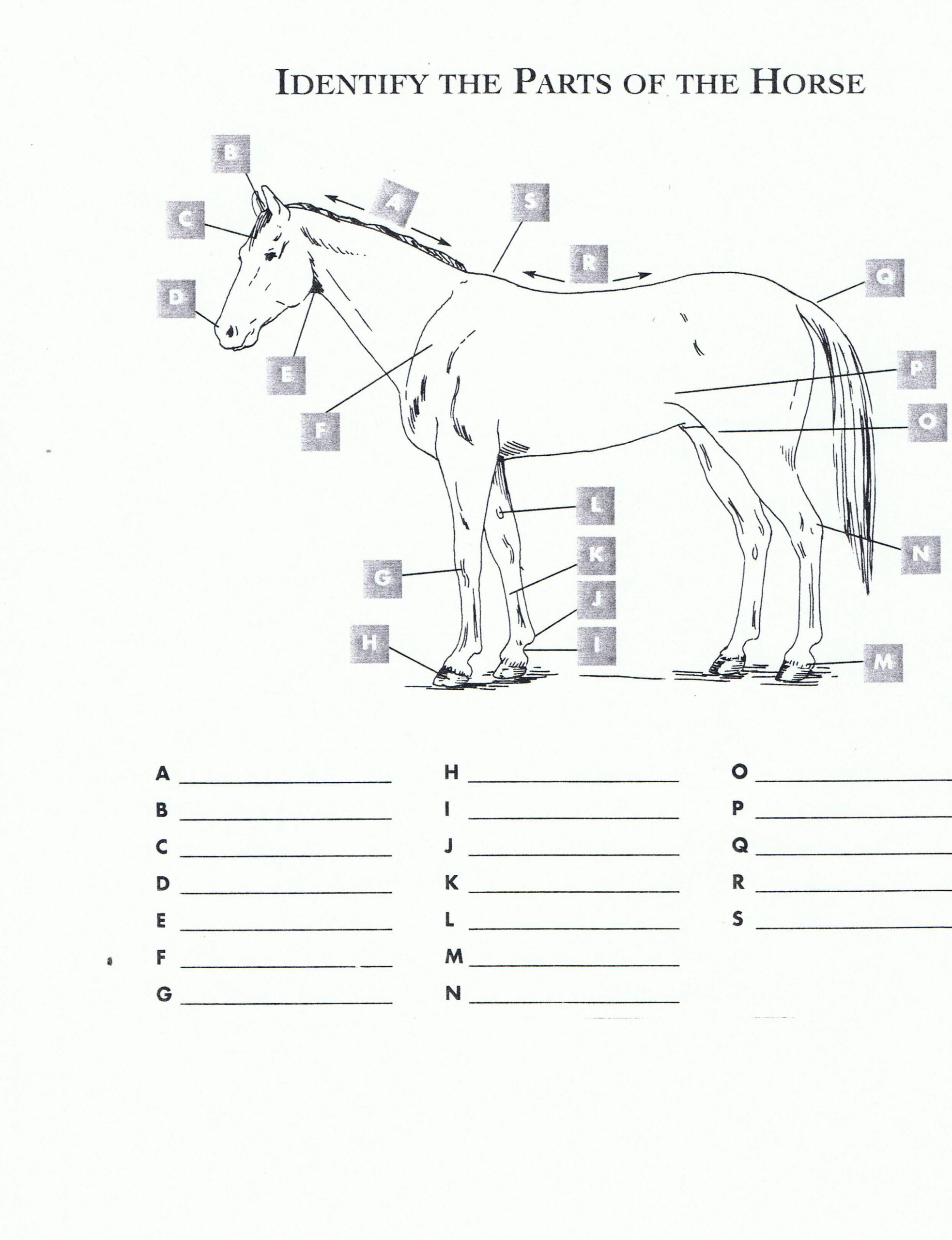 Farm Animals Worksheets Student