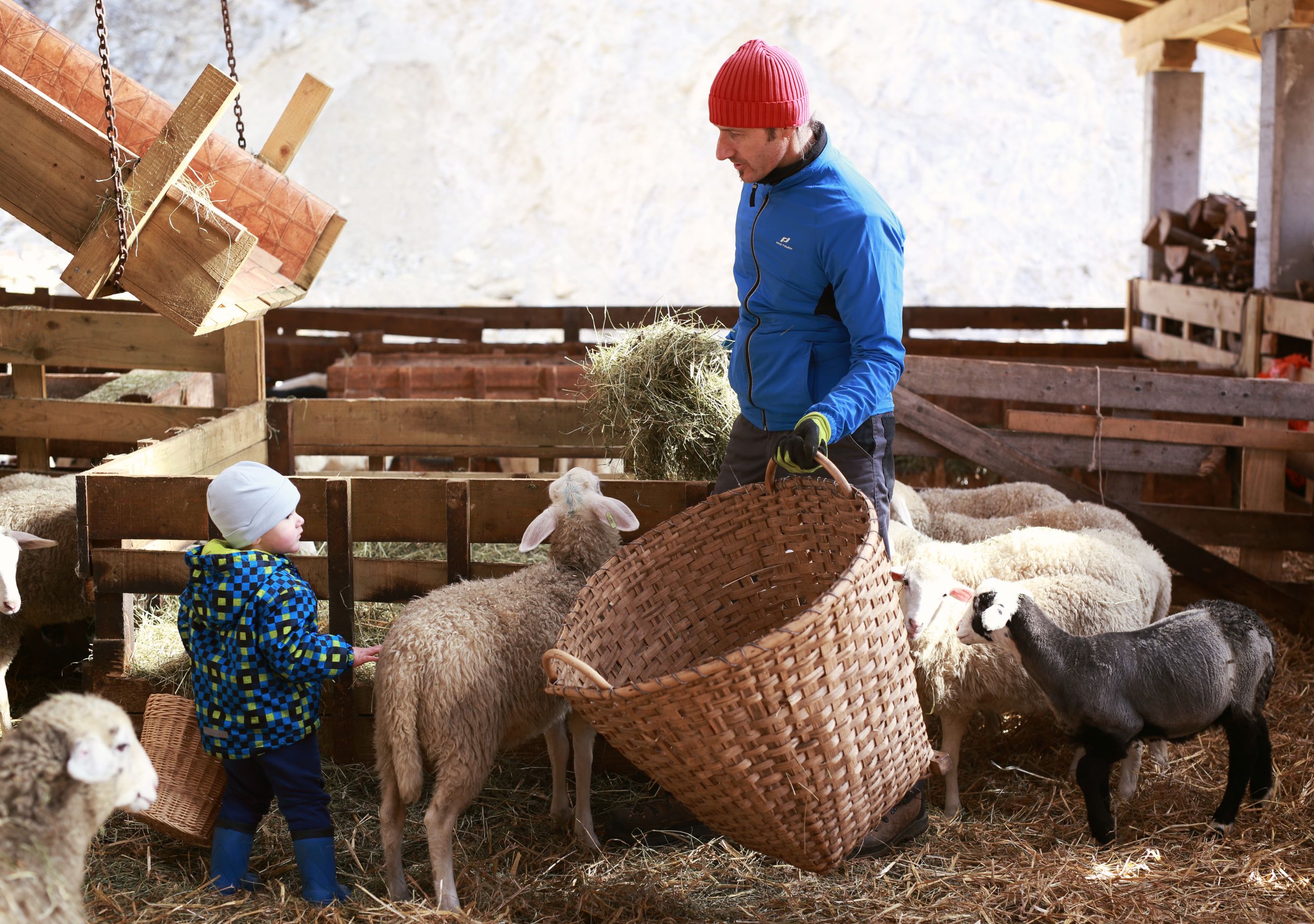 Farm Photography Animals Country Life