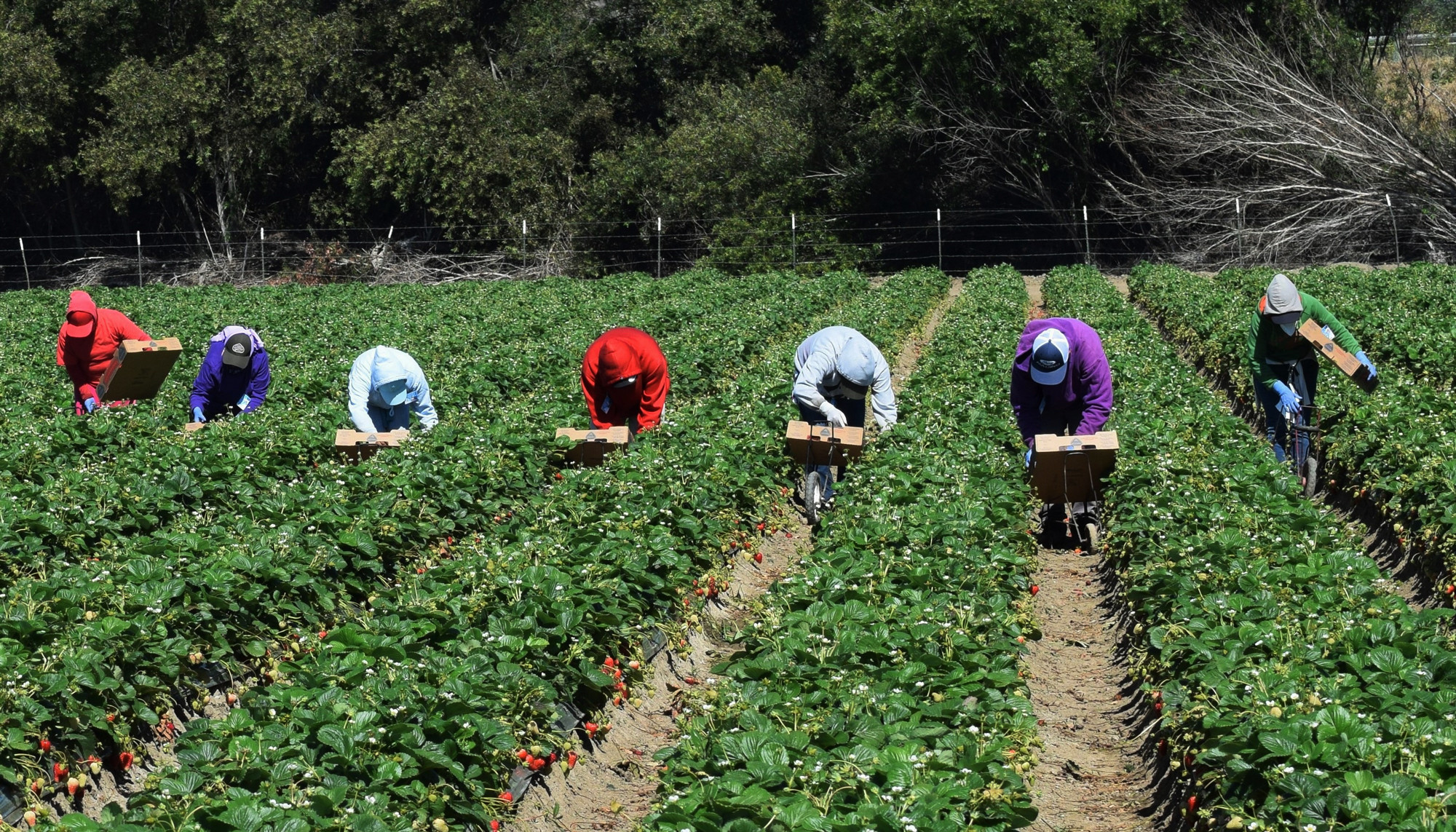 featured art farmworkers istock