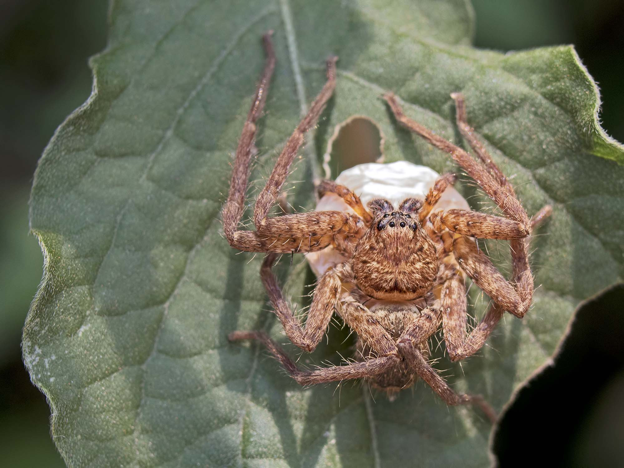 Huntsman spider %