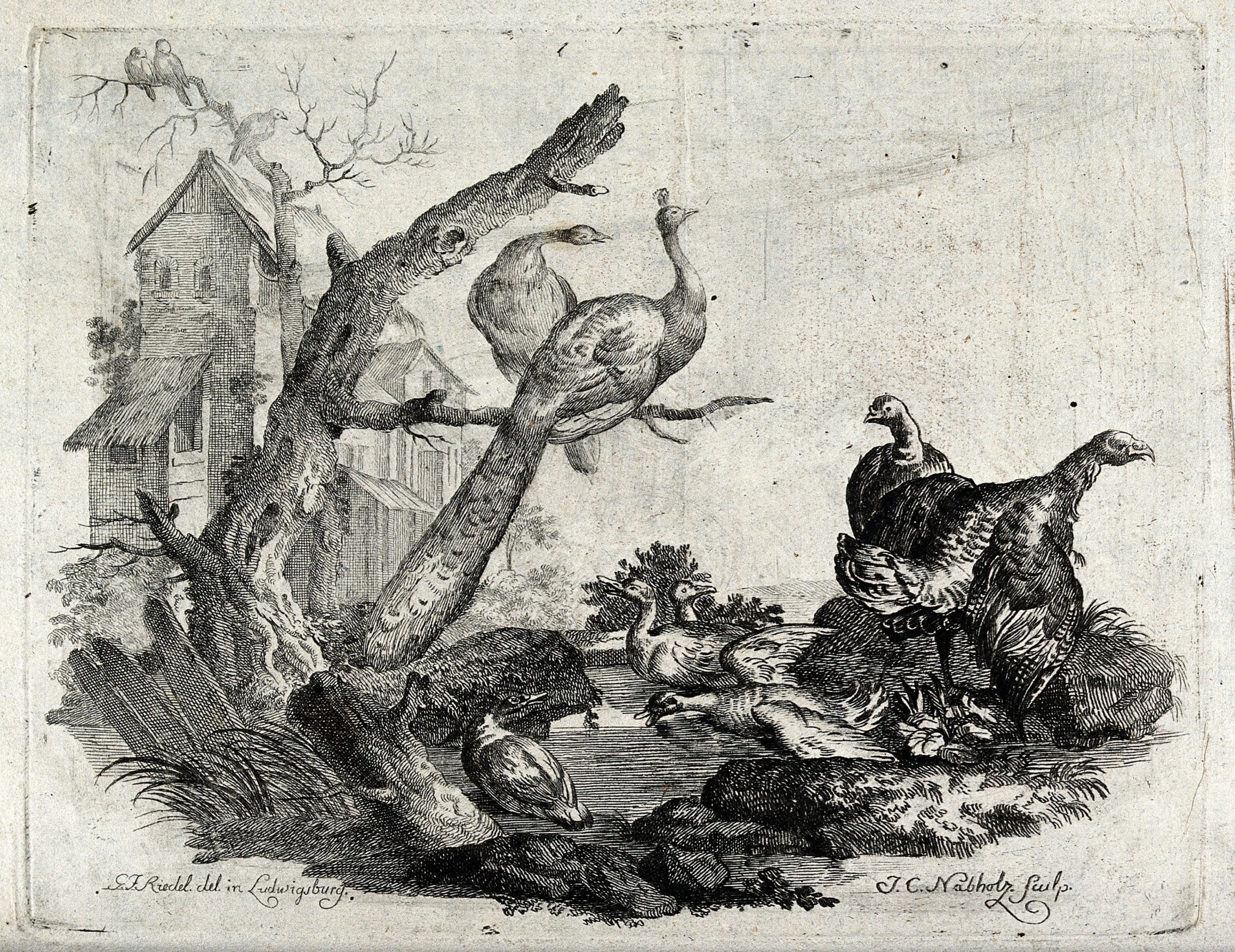 A pond by a farmhouse with peacocks perching on a branch abo Well e V