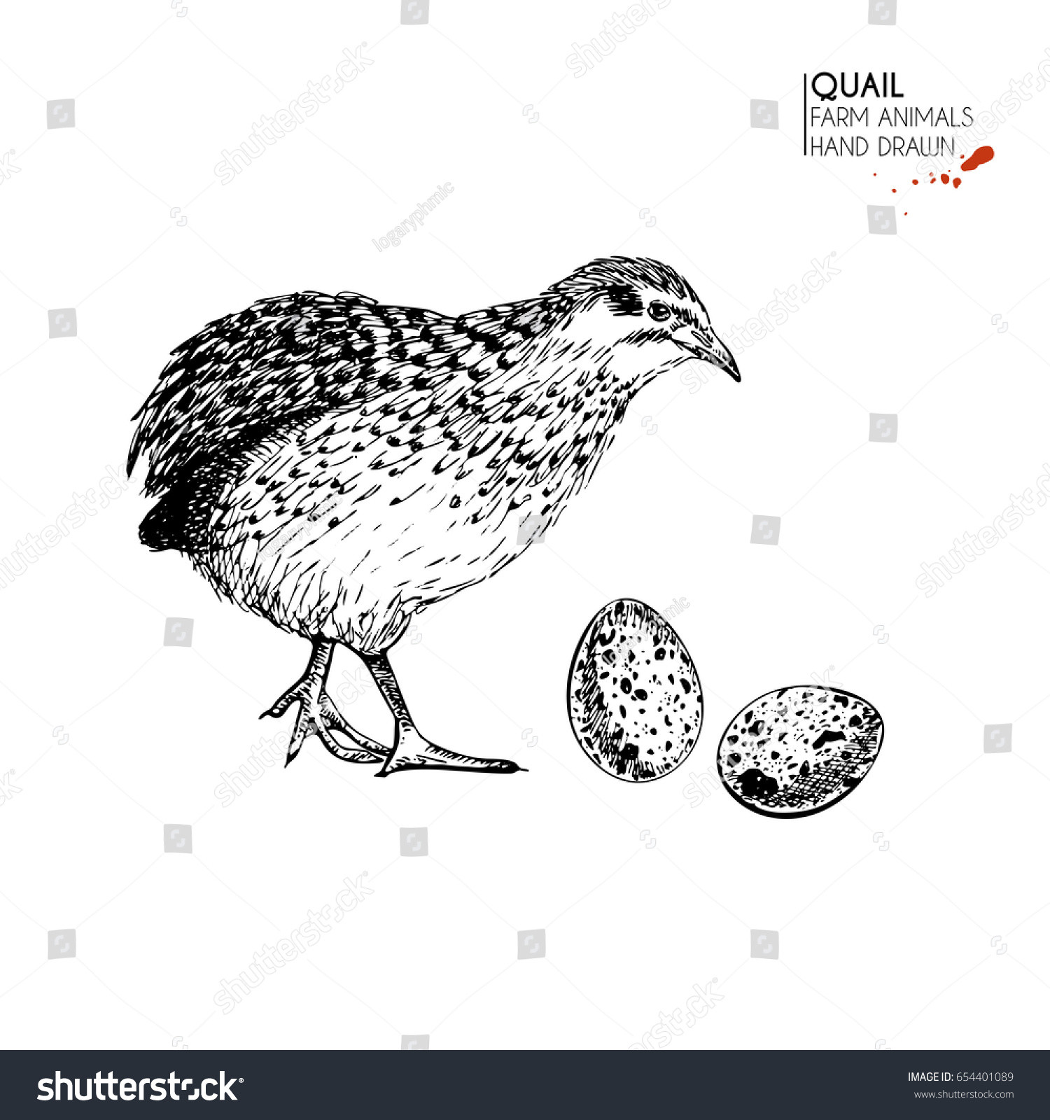 stock vector vector hand drawn set of farm animals isolated quail bird and eggs engraved art organic sketched