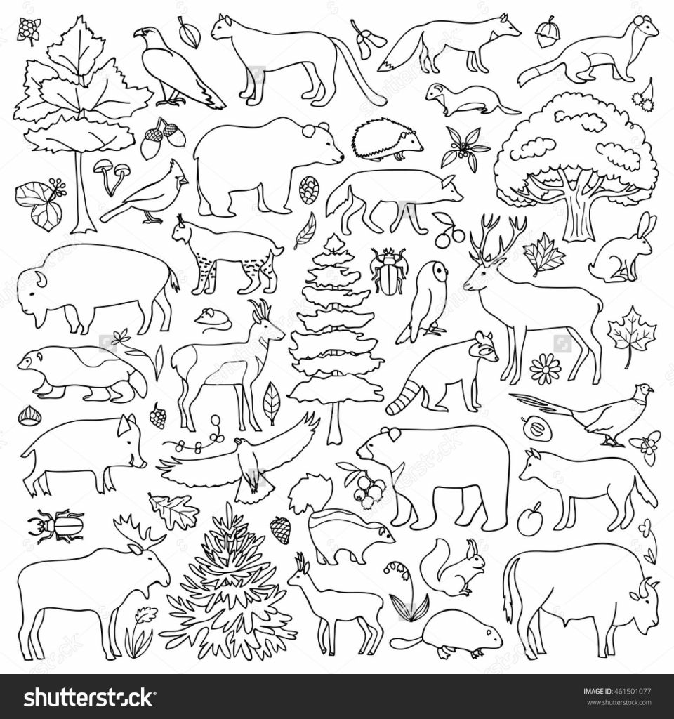 7 forest Animals Preschool Worksheets - AMP