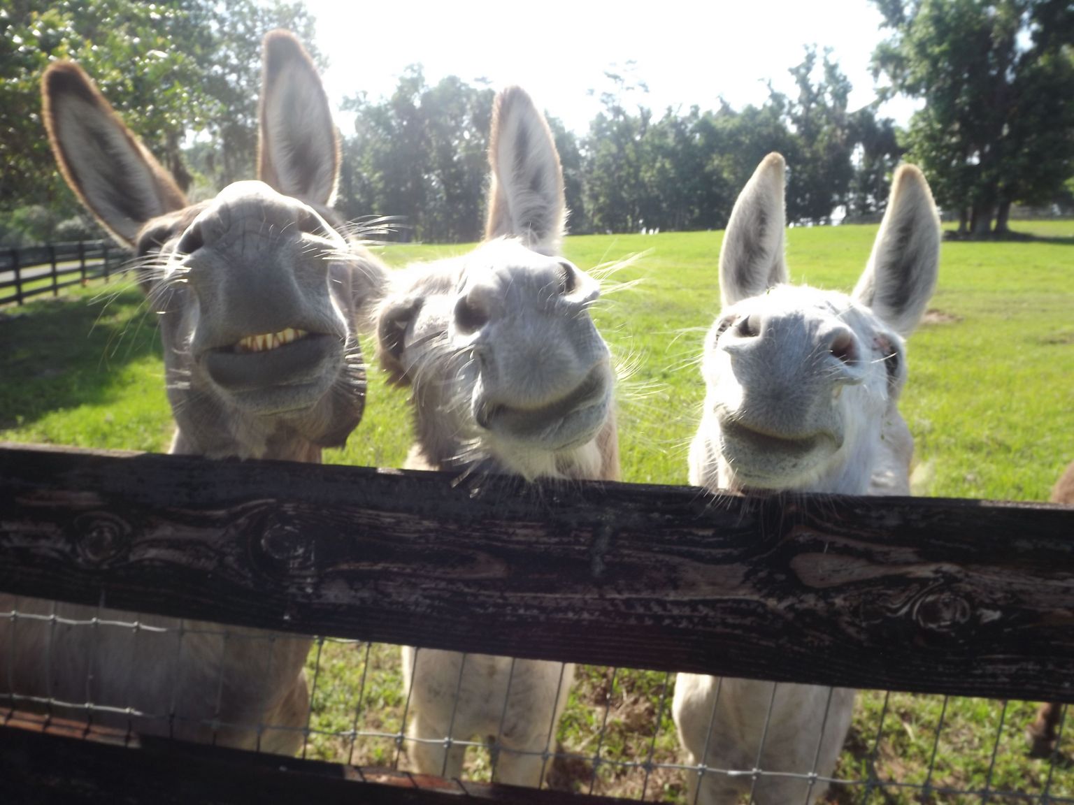 5 Funny Farm Animals Pictures AMP