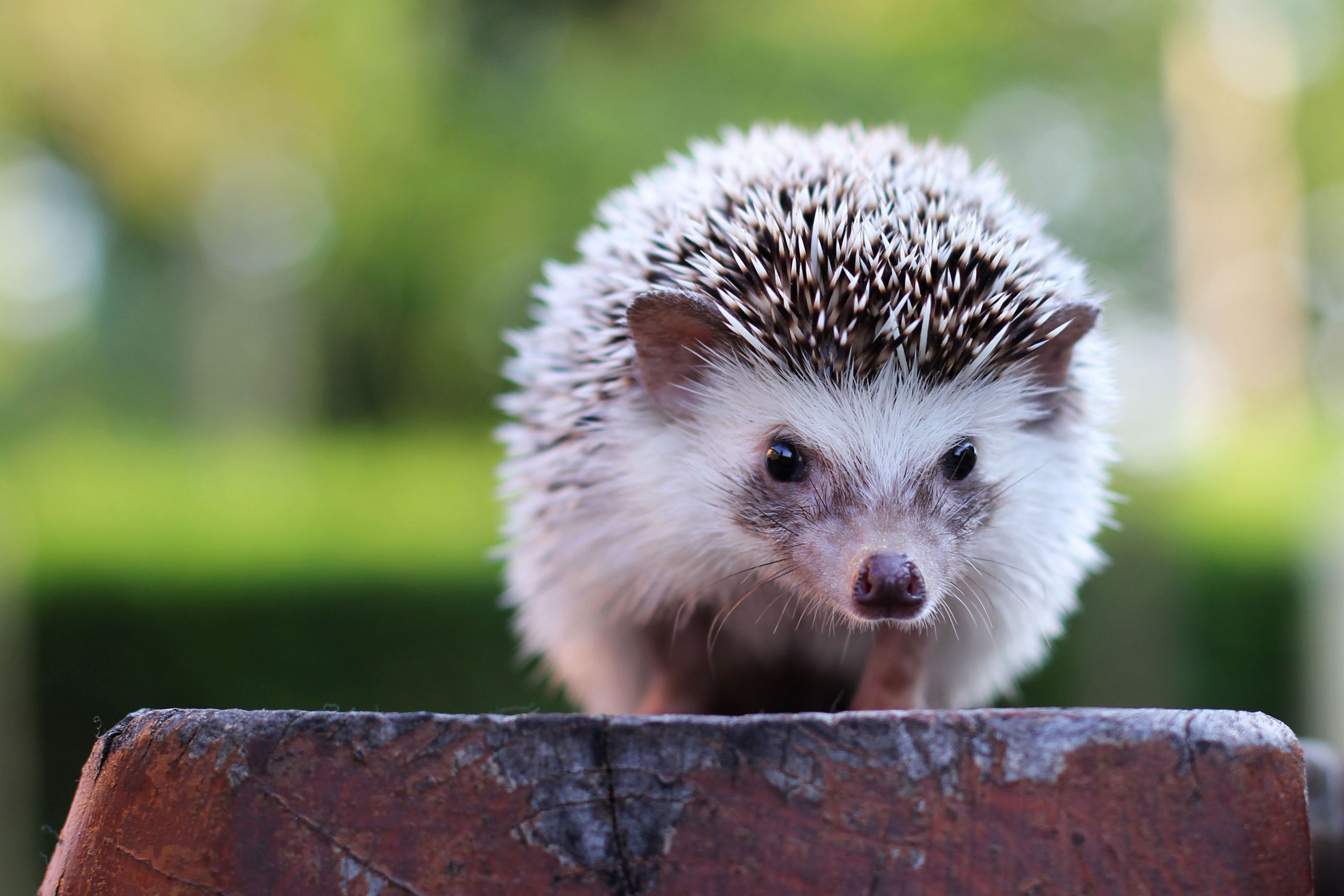 hedgehog looking royalty free image