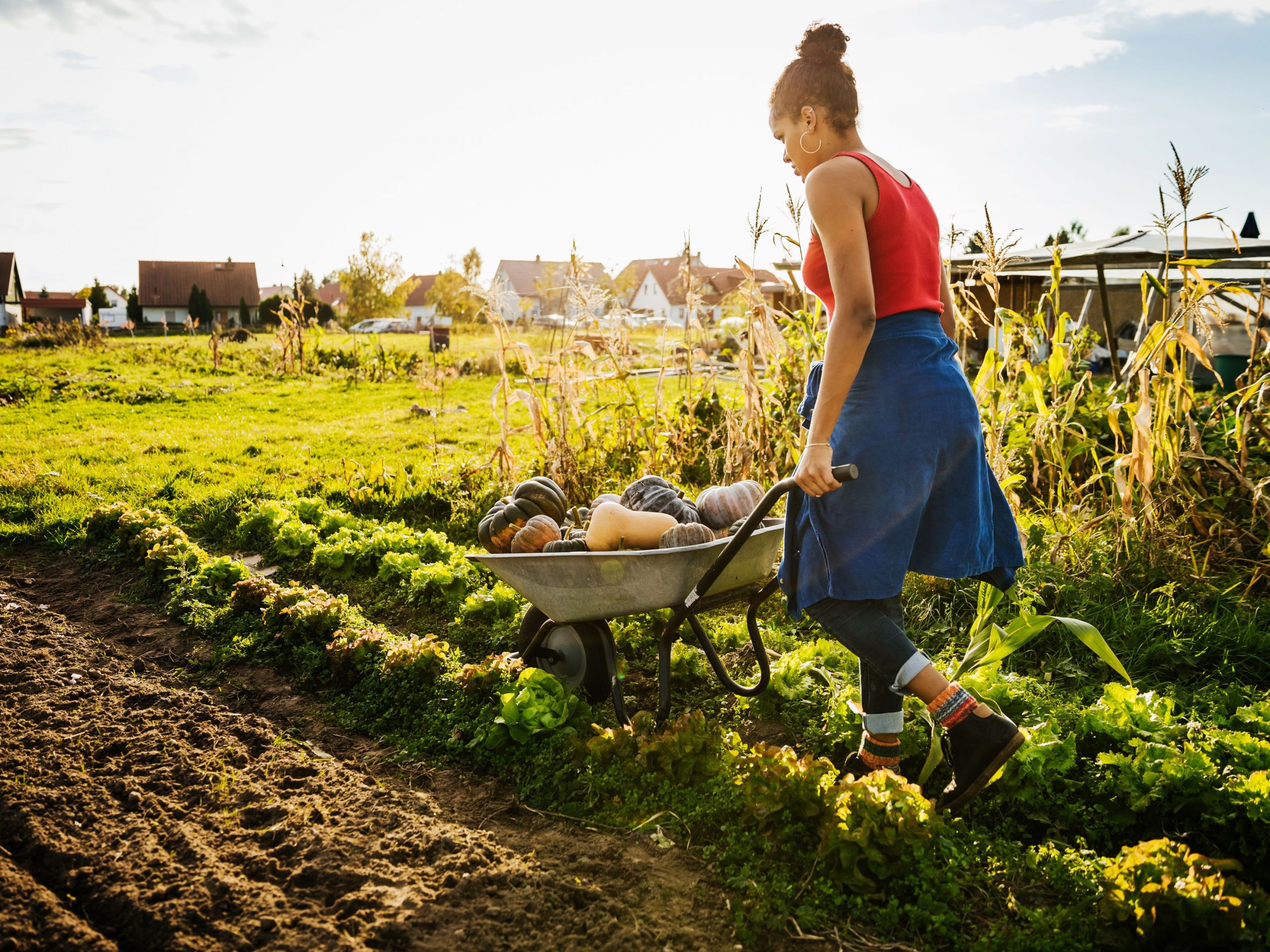 urban farmer transporting freshly harvested pumpkins in wheelbarrow 5c12a e0fb c123