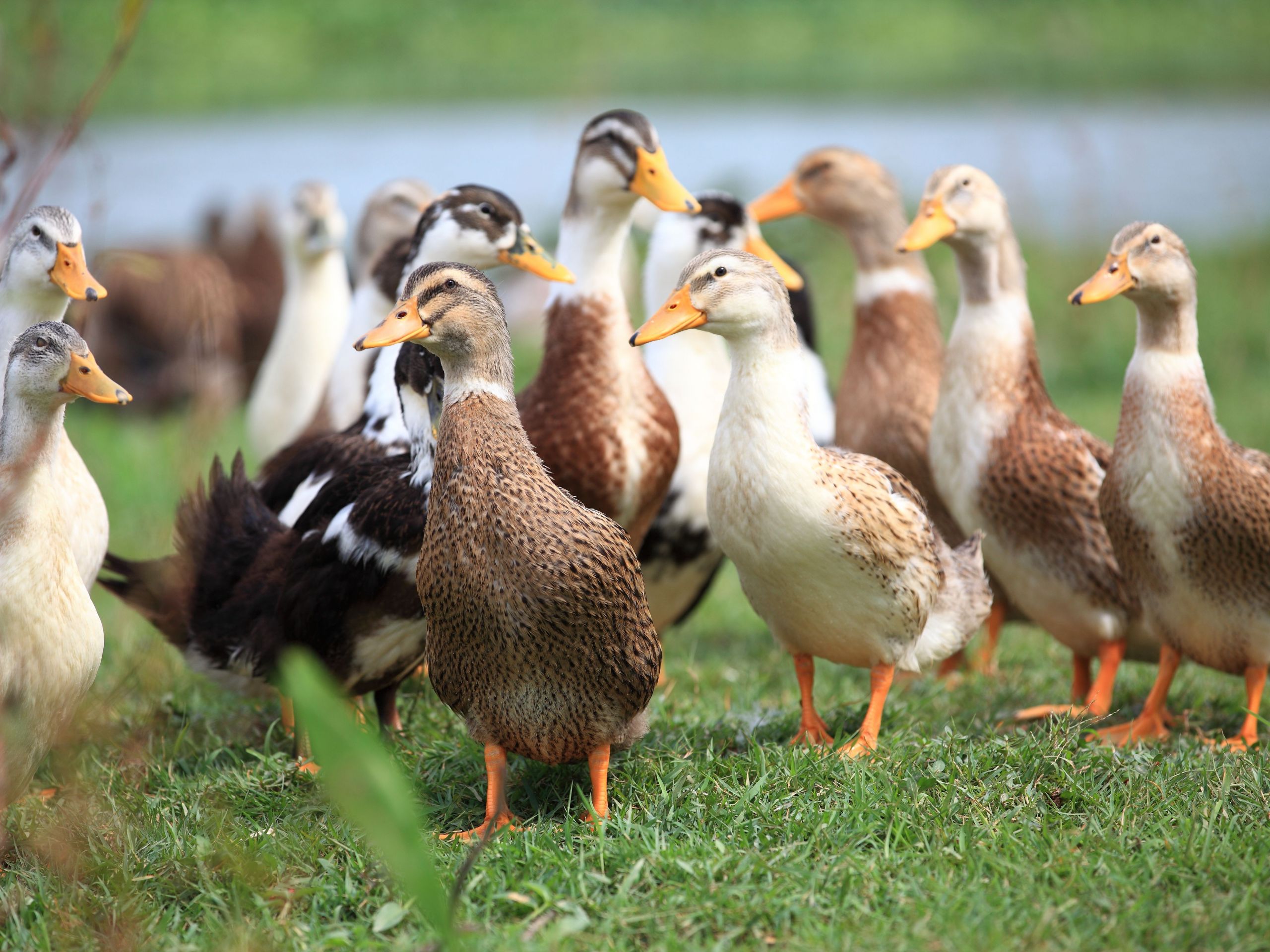 group of ducks 58da df78c f094a