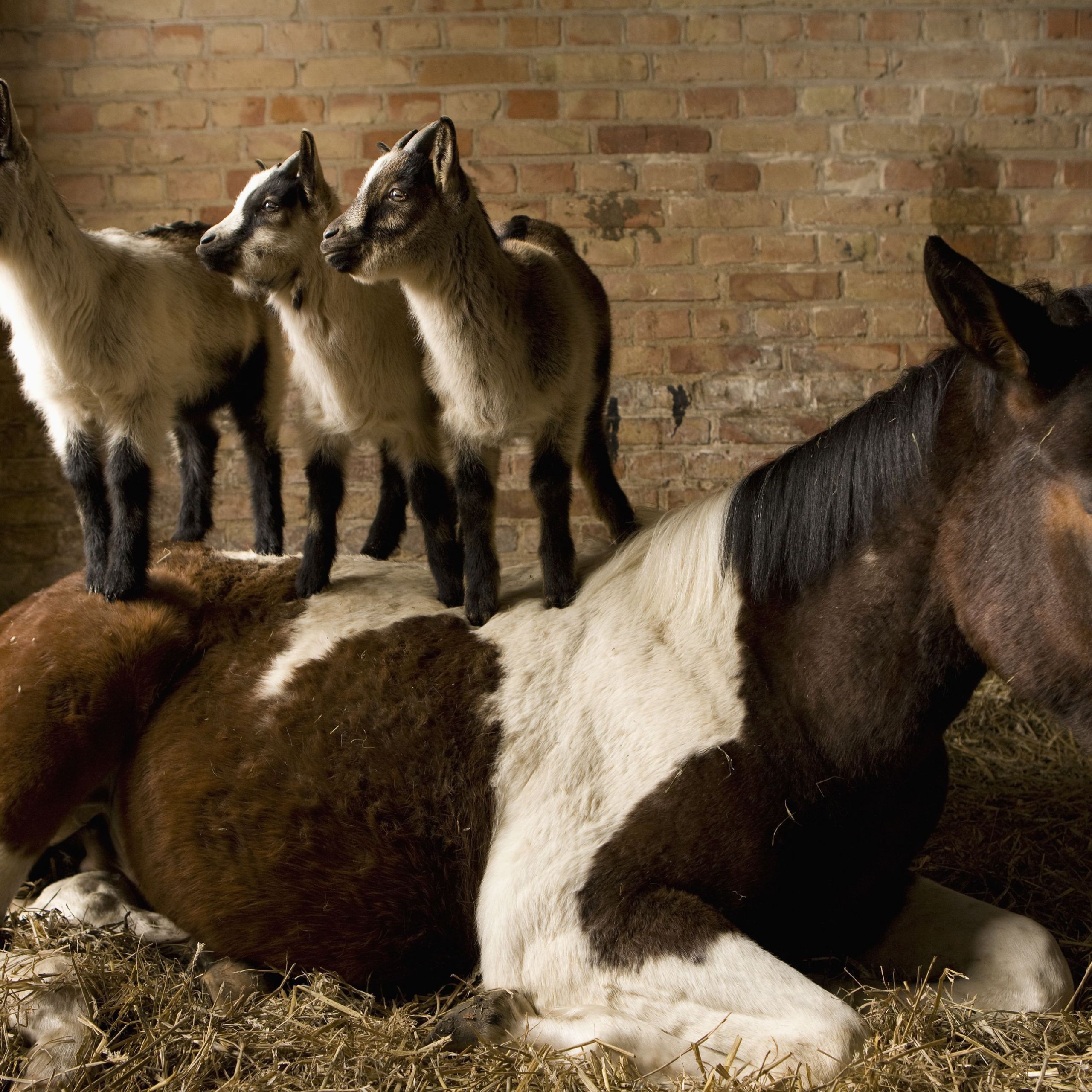 young goats standing on horse in stable 578e1c4d3df78c09e9e84ddd