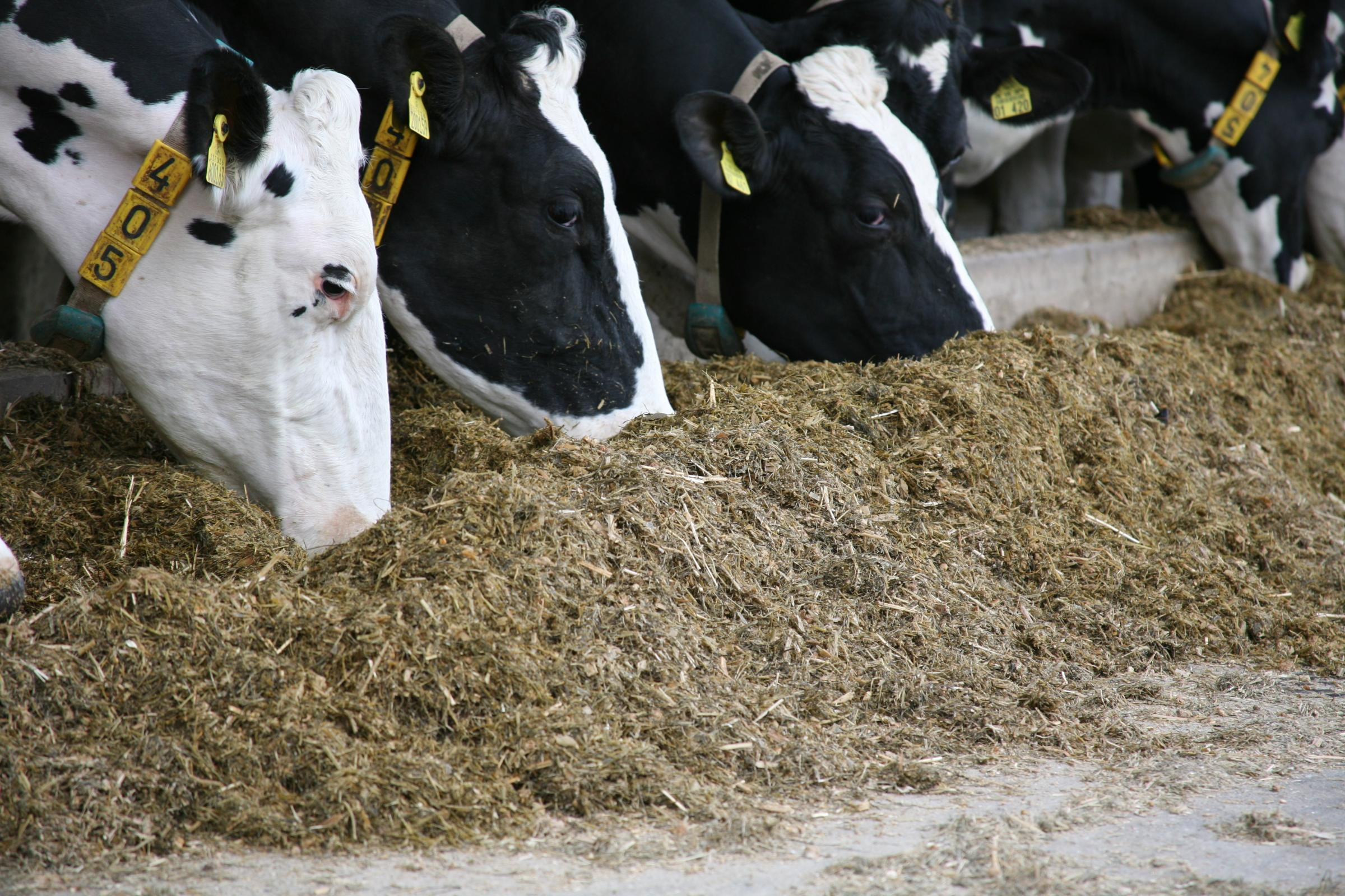 Horses and Cows Farm Animals