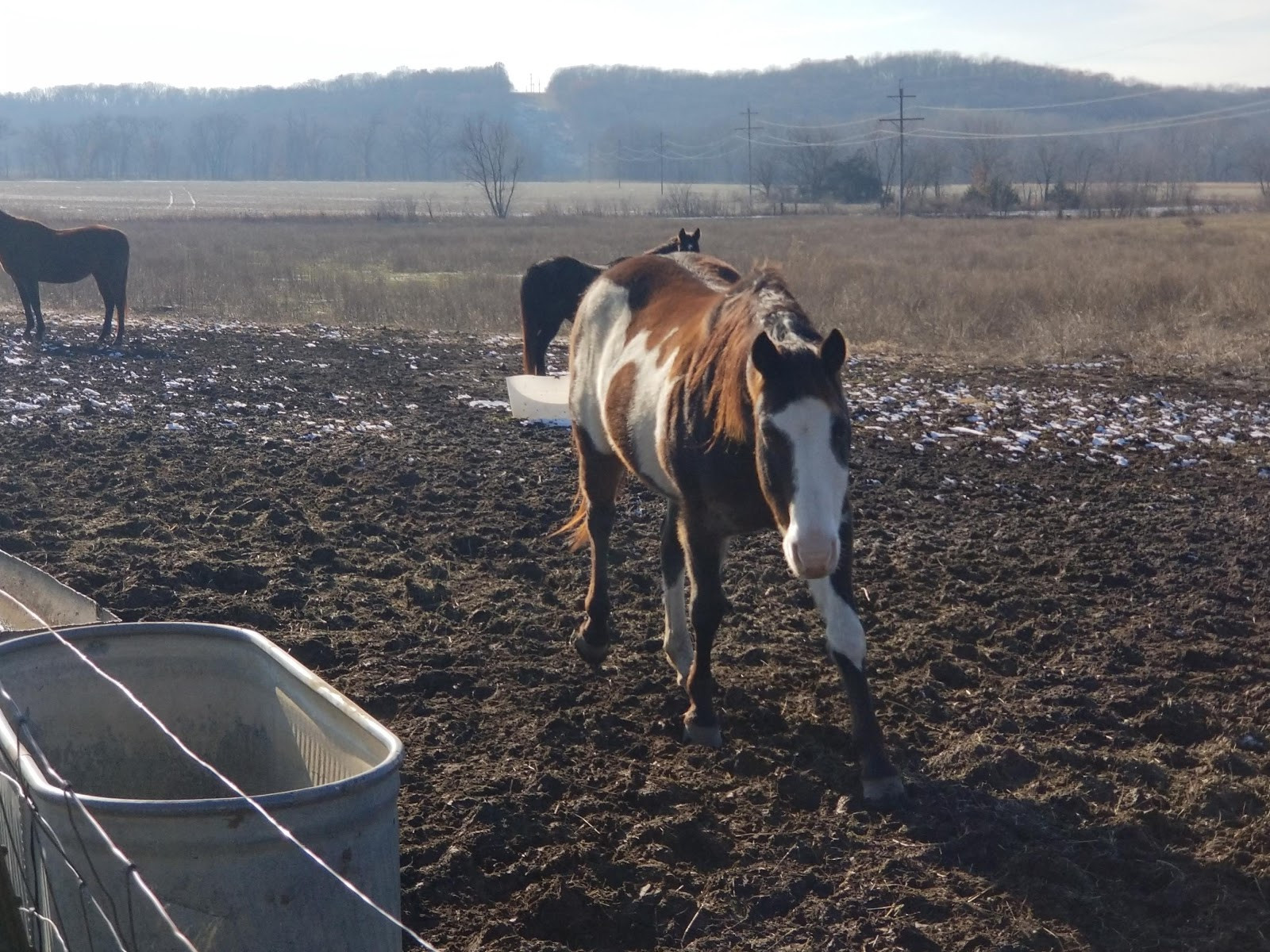 Horses and Cows Farm Animals