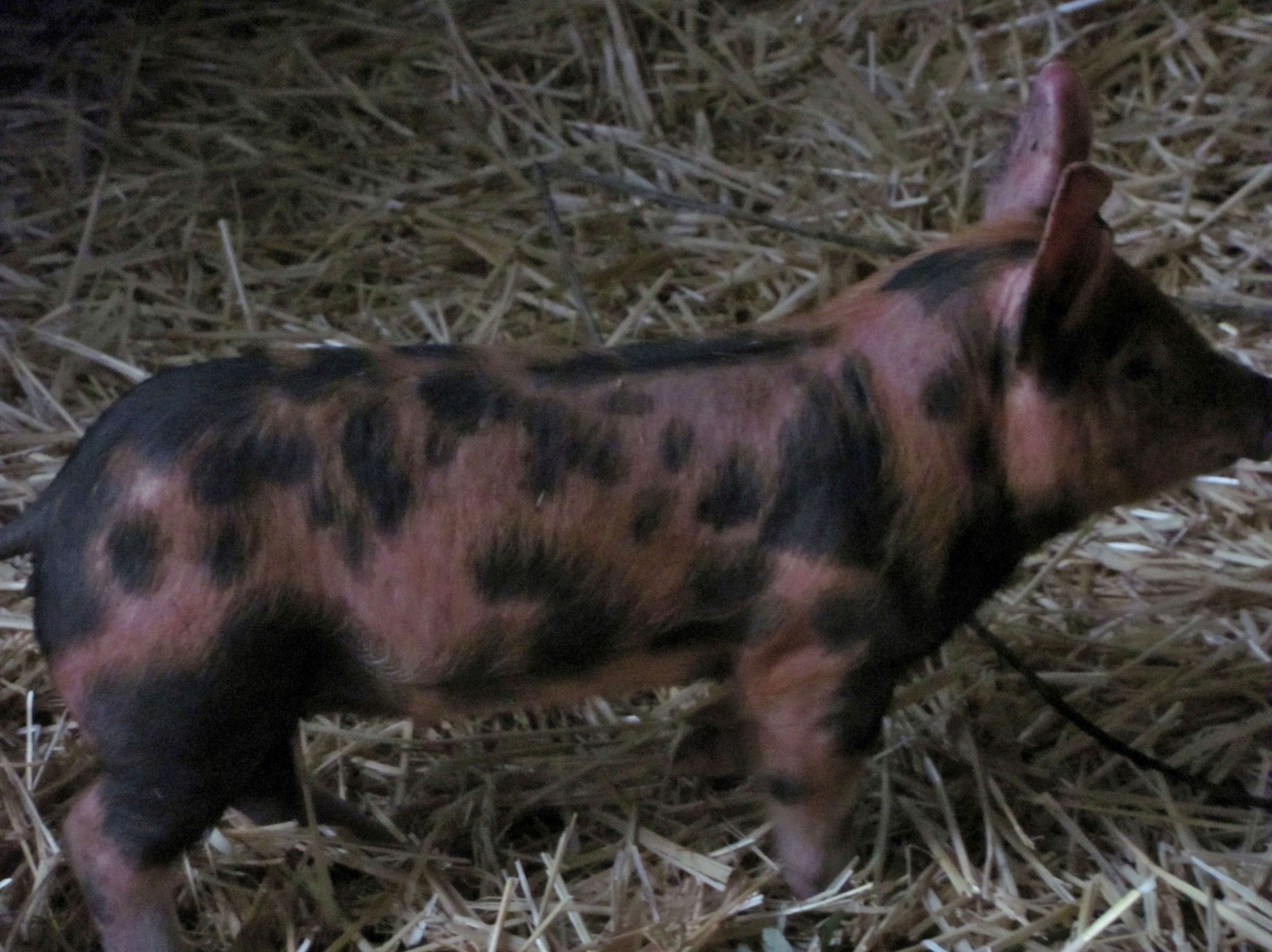Images Of Pigs Farm Animals
