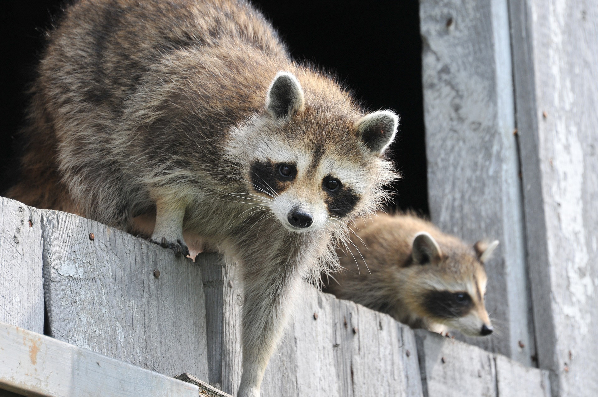 raccoon pest removal garden