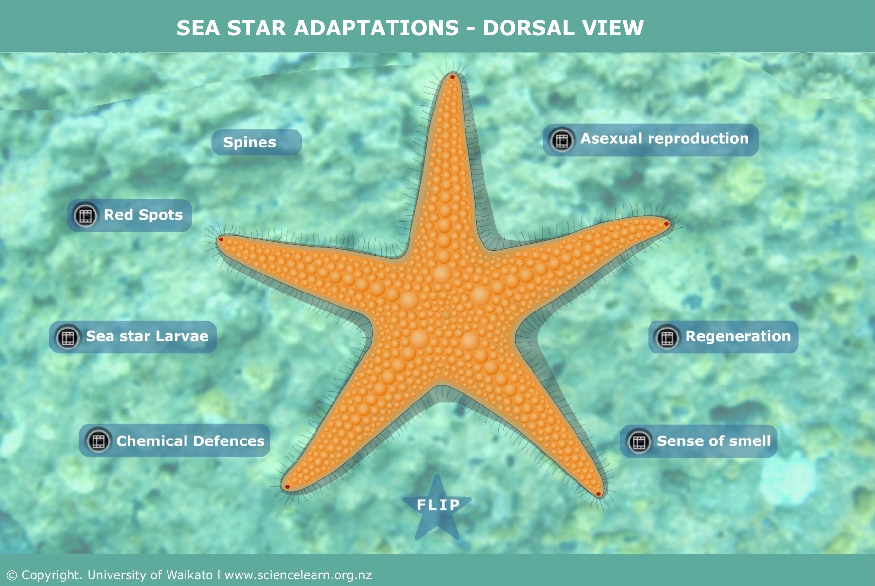 SEA ITV SeaStar BG Plate Dorsal Updated30Jun17