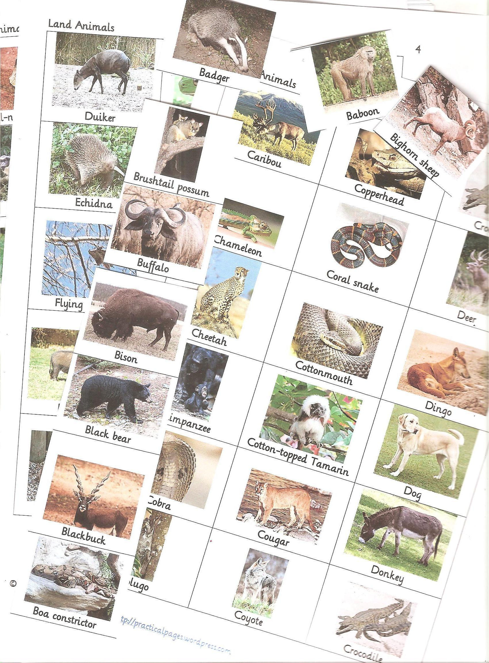 Land Animals Worksheets