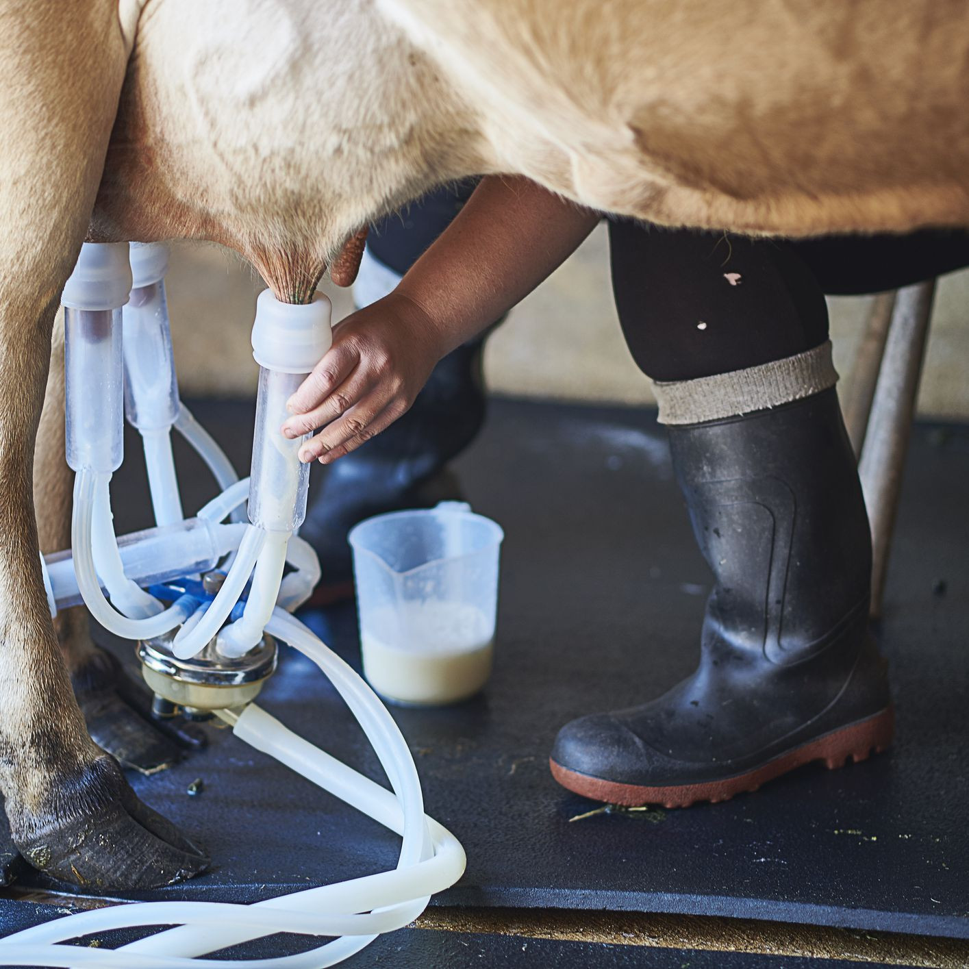 close up of milk maid milking a cow feb5c602a1ee46fa8c ea516bb13