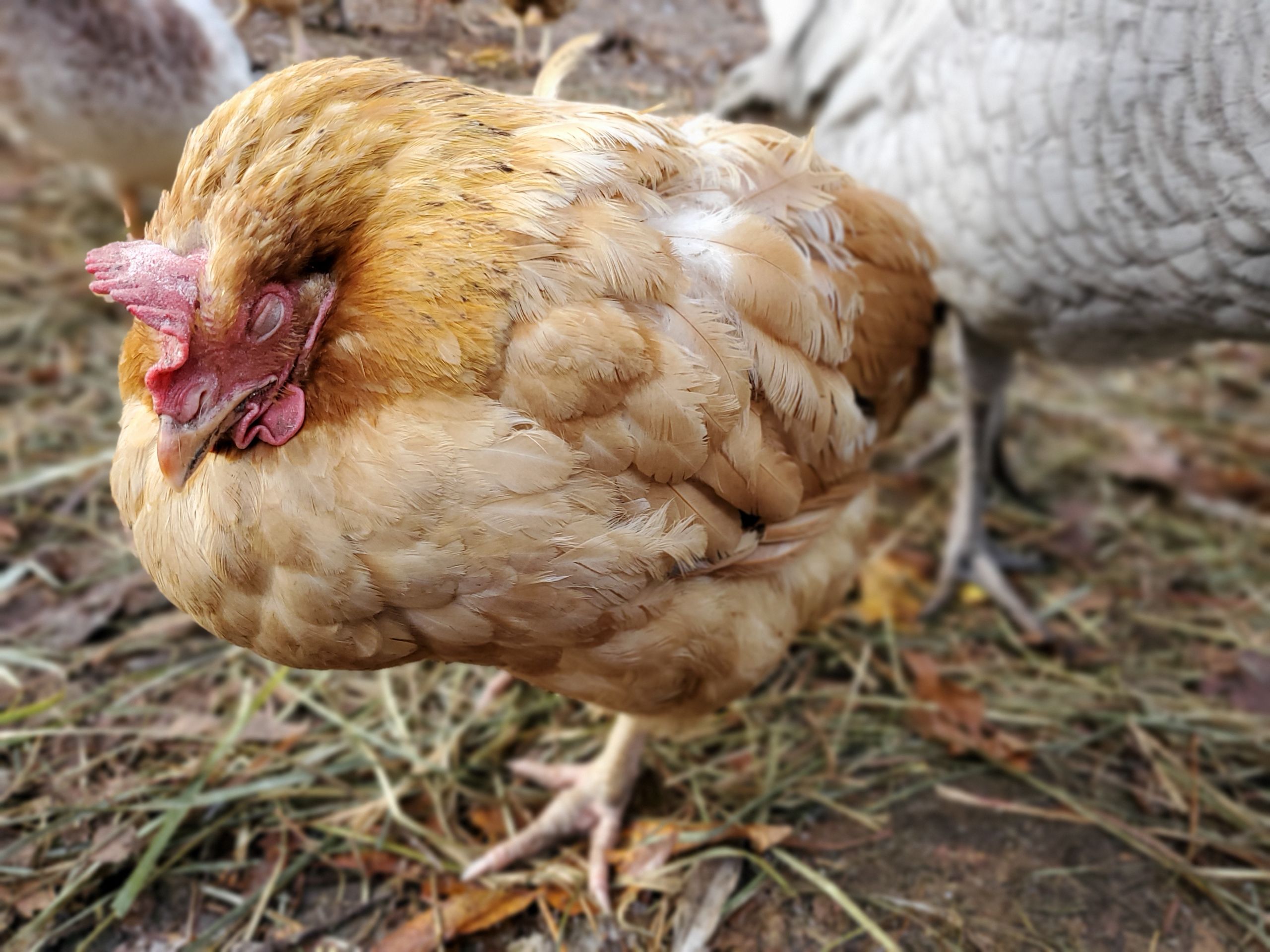 Mini Farm Animals Backyard Chickens