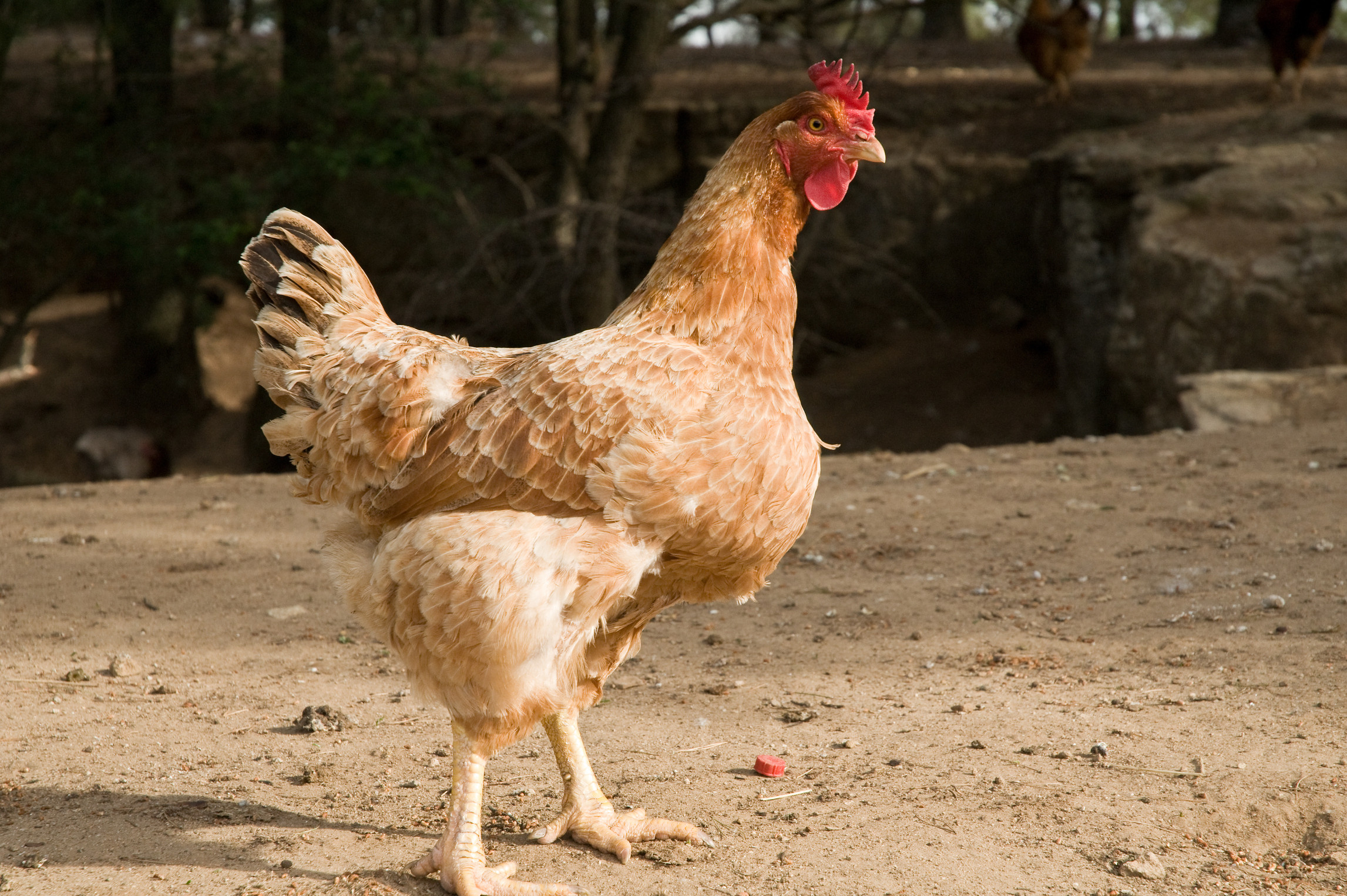 Mini Farm Animals Backyard Chickens