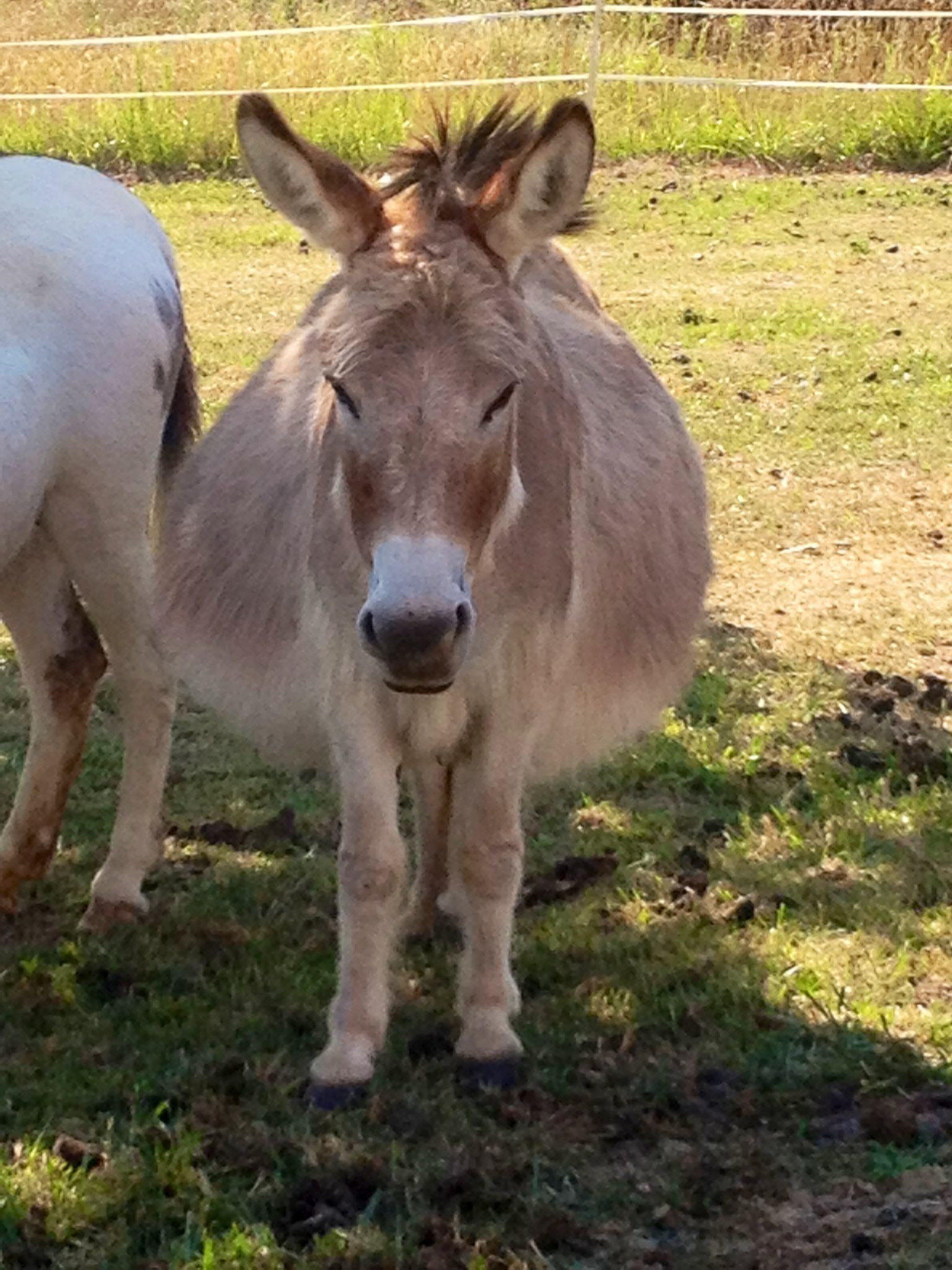 Mini Farm Animals Country Living