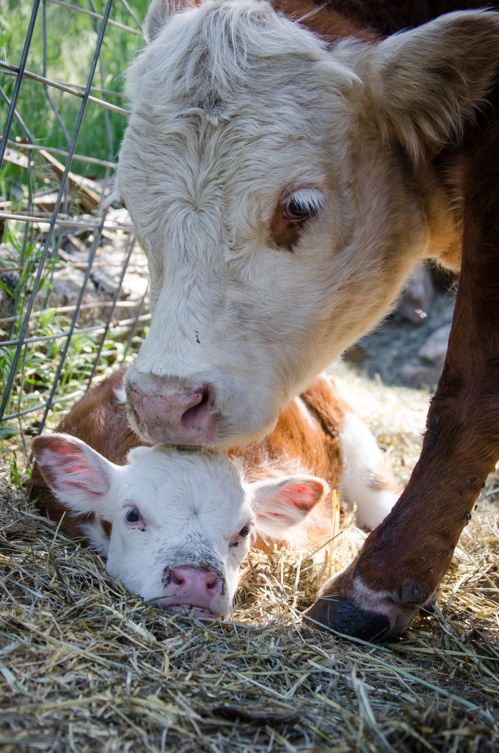 Mini Farm Animals Country Living