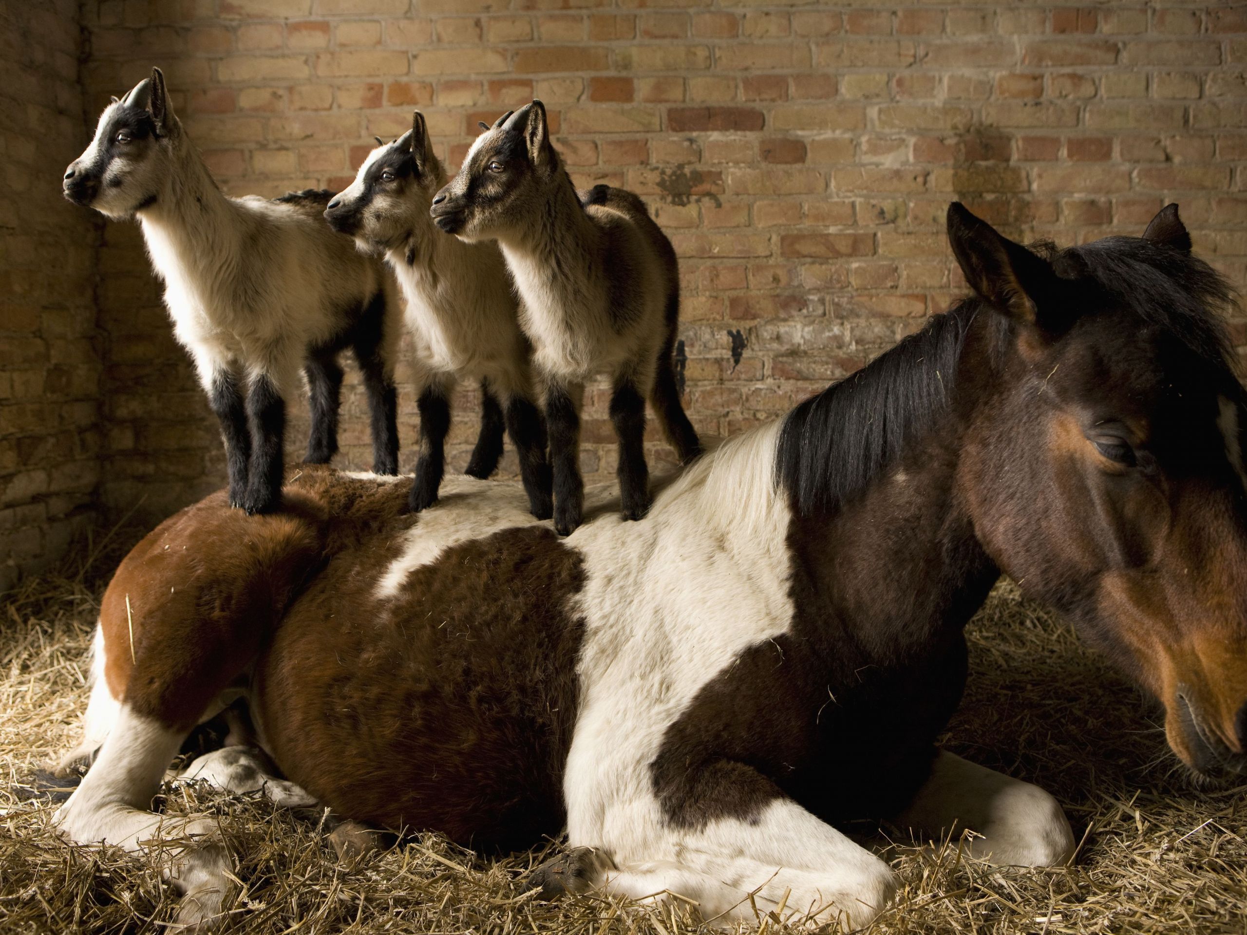 young goats standing on horse in stable 578e1c4d3df78c09e9e84ddd