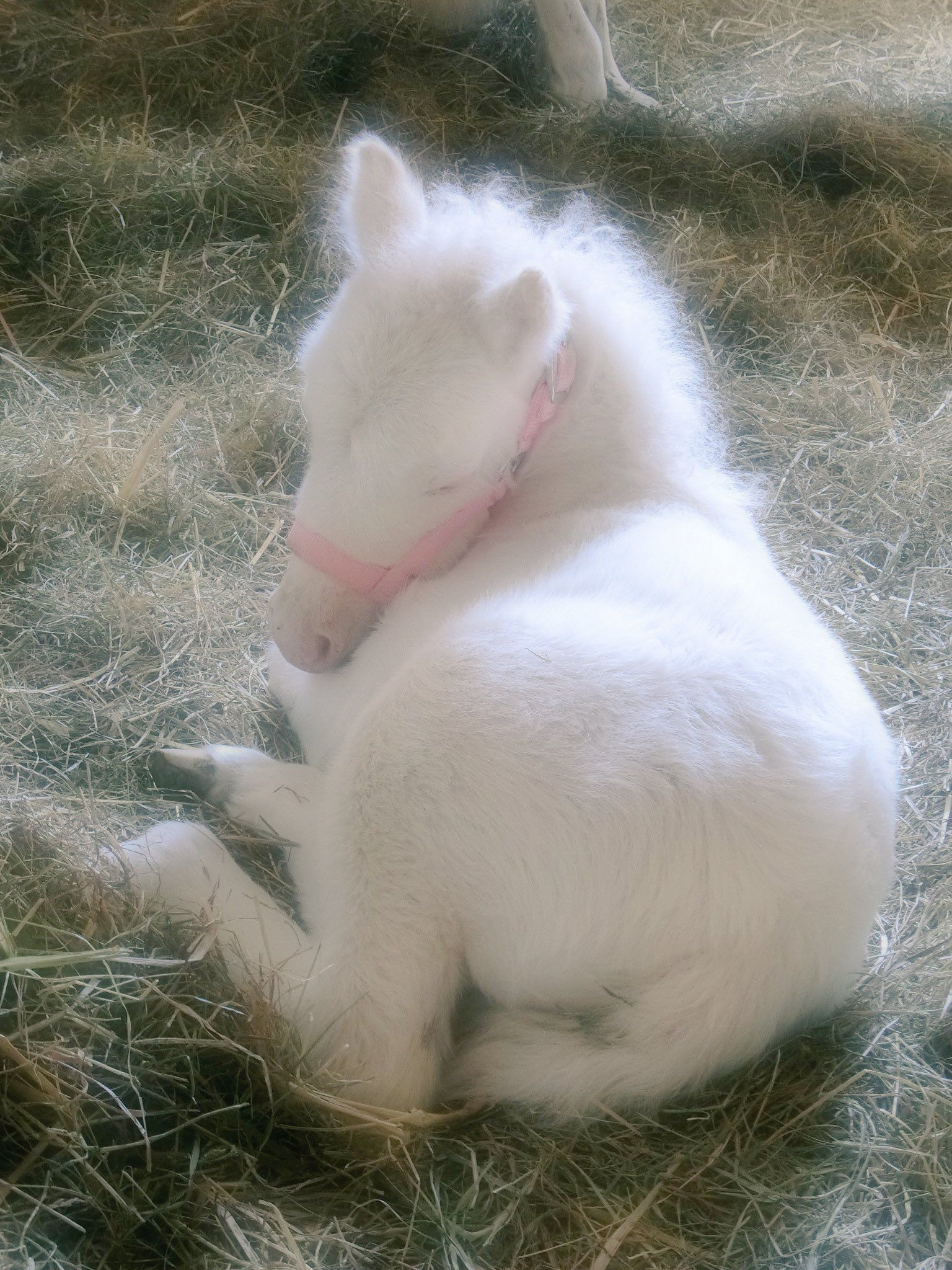 Mini Farm Animals Miniature Horses