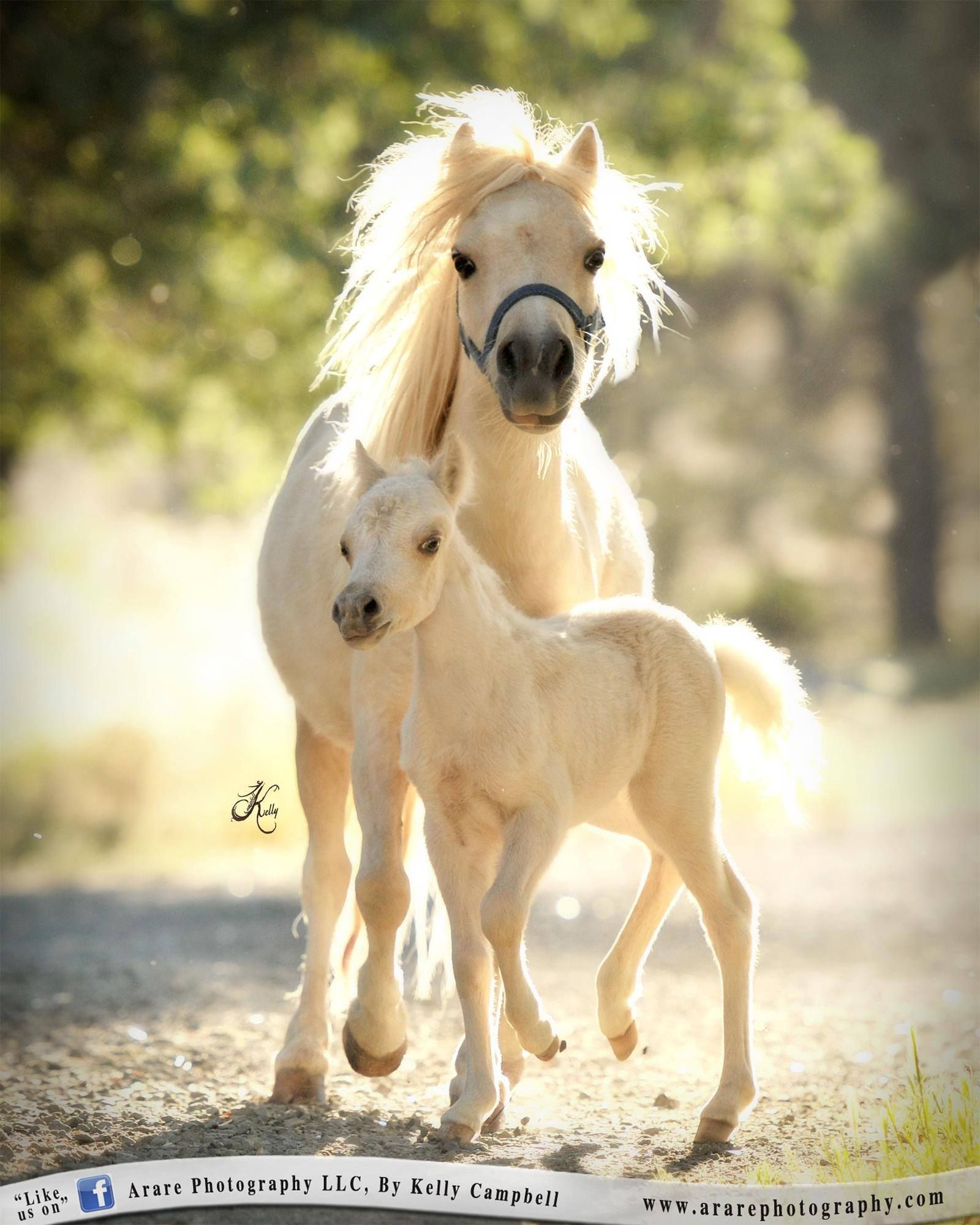 Mini Farm Animals Miniature Horses