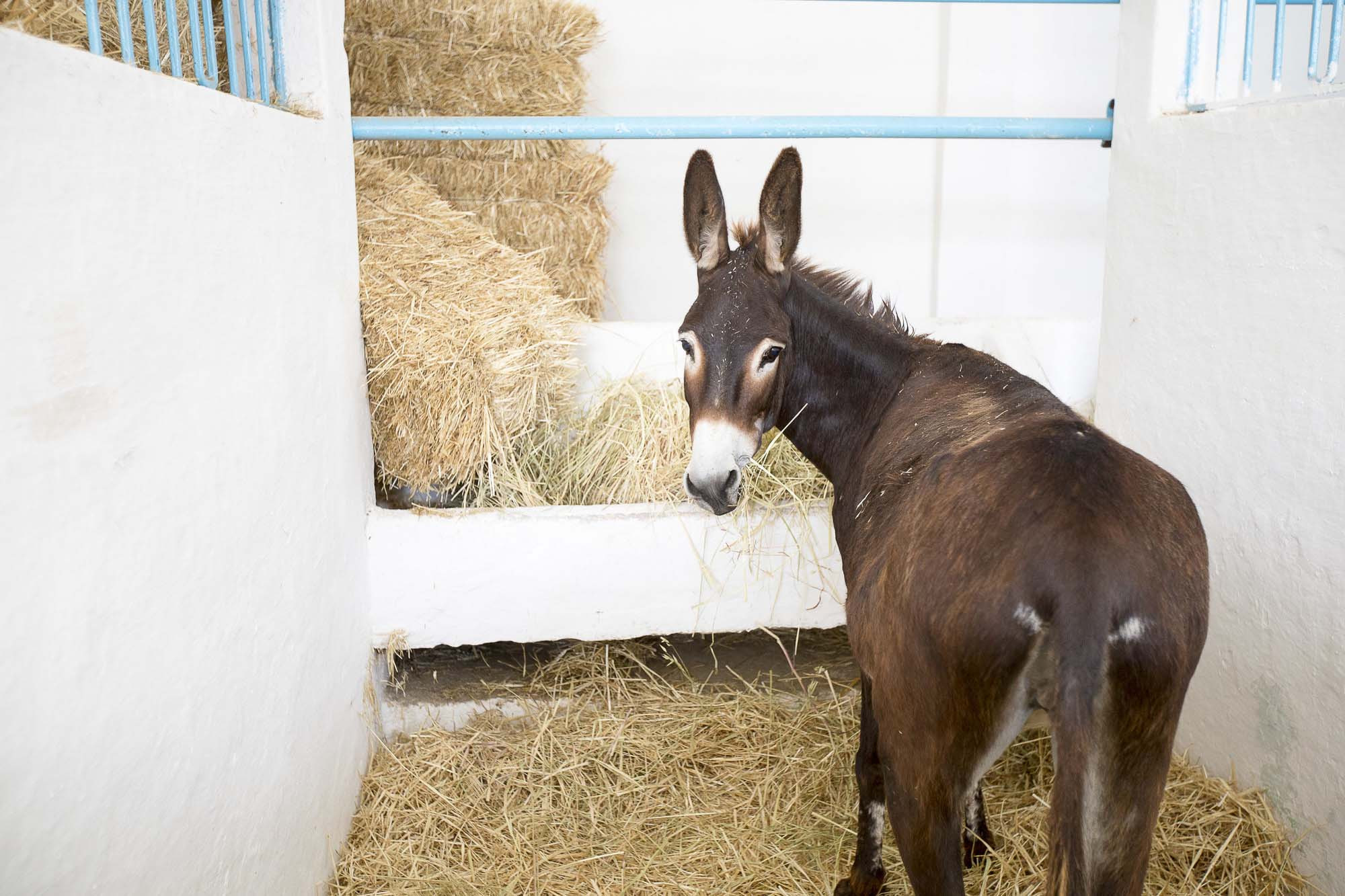 brown donkey eating hay