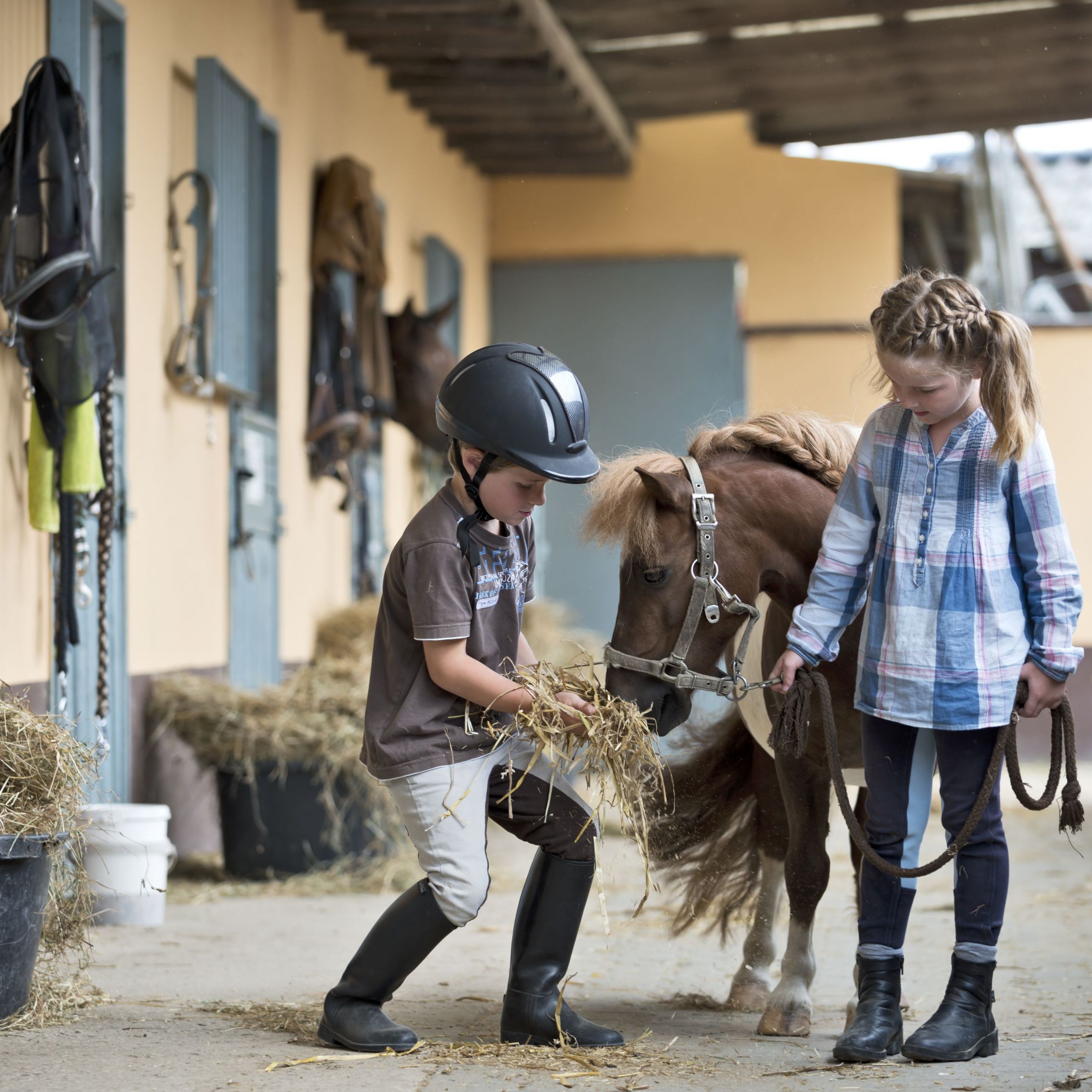 Mini Farm Animals Miniature Horses