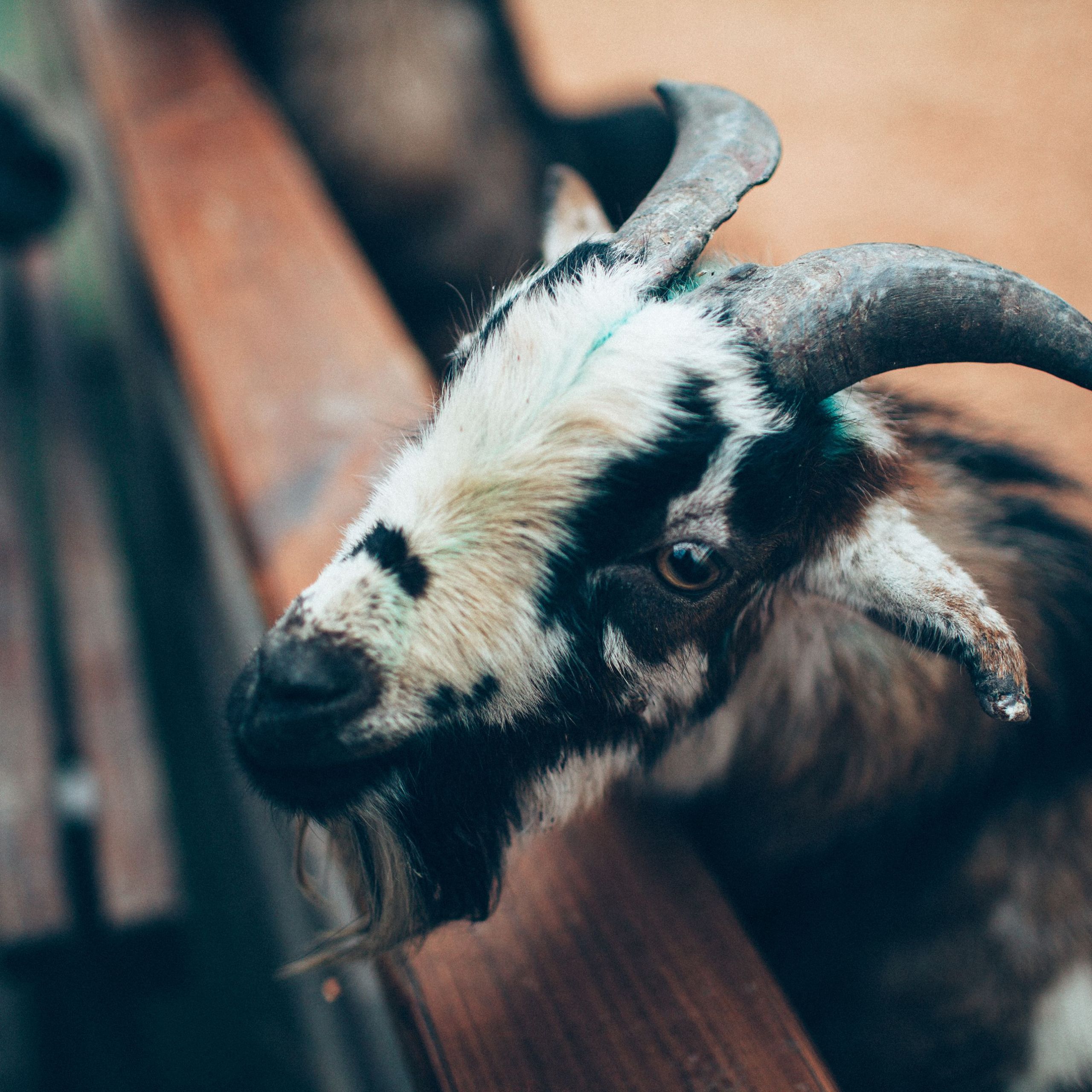 black and white goat near the wooden fence 5c114d51c9e77c d2c4