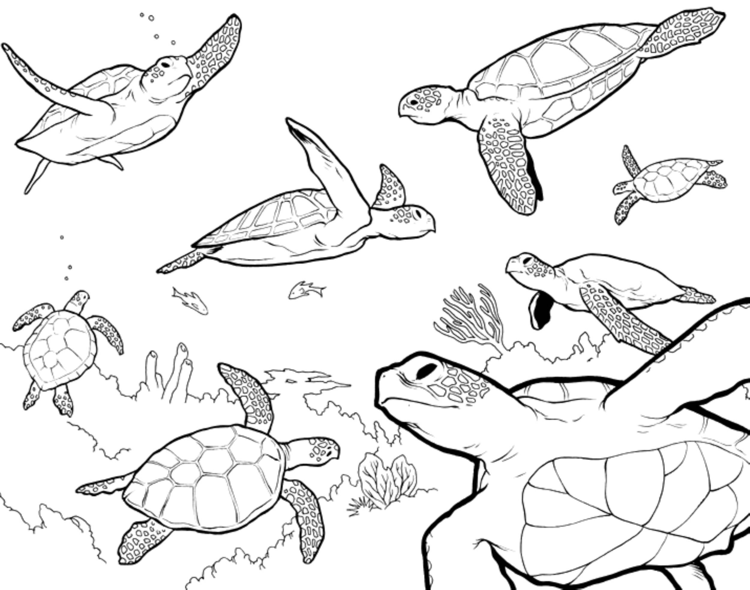 ocean coloringheets preschool printablecene for adults free kidstarfish