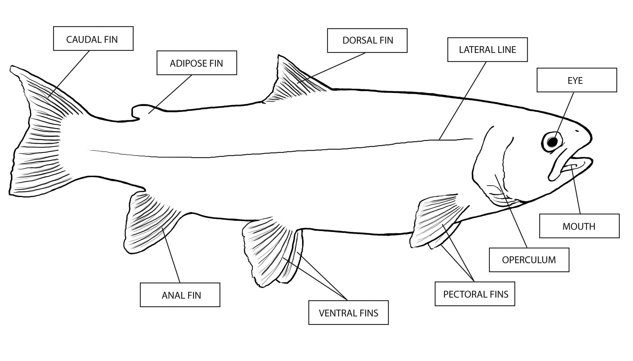 Ocean Animals Worksheets