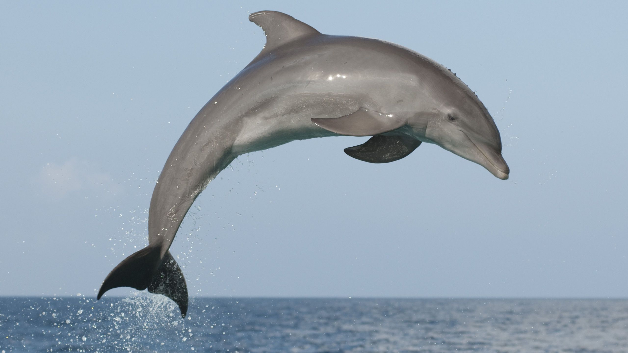 atlantic bottlenose dolphin jumping high during a dolphin training demonstration 59ce abed