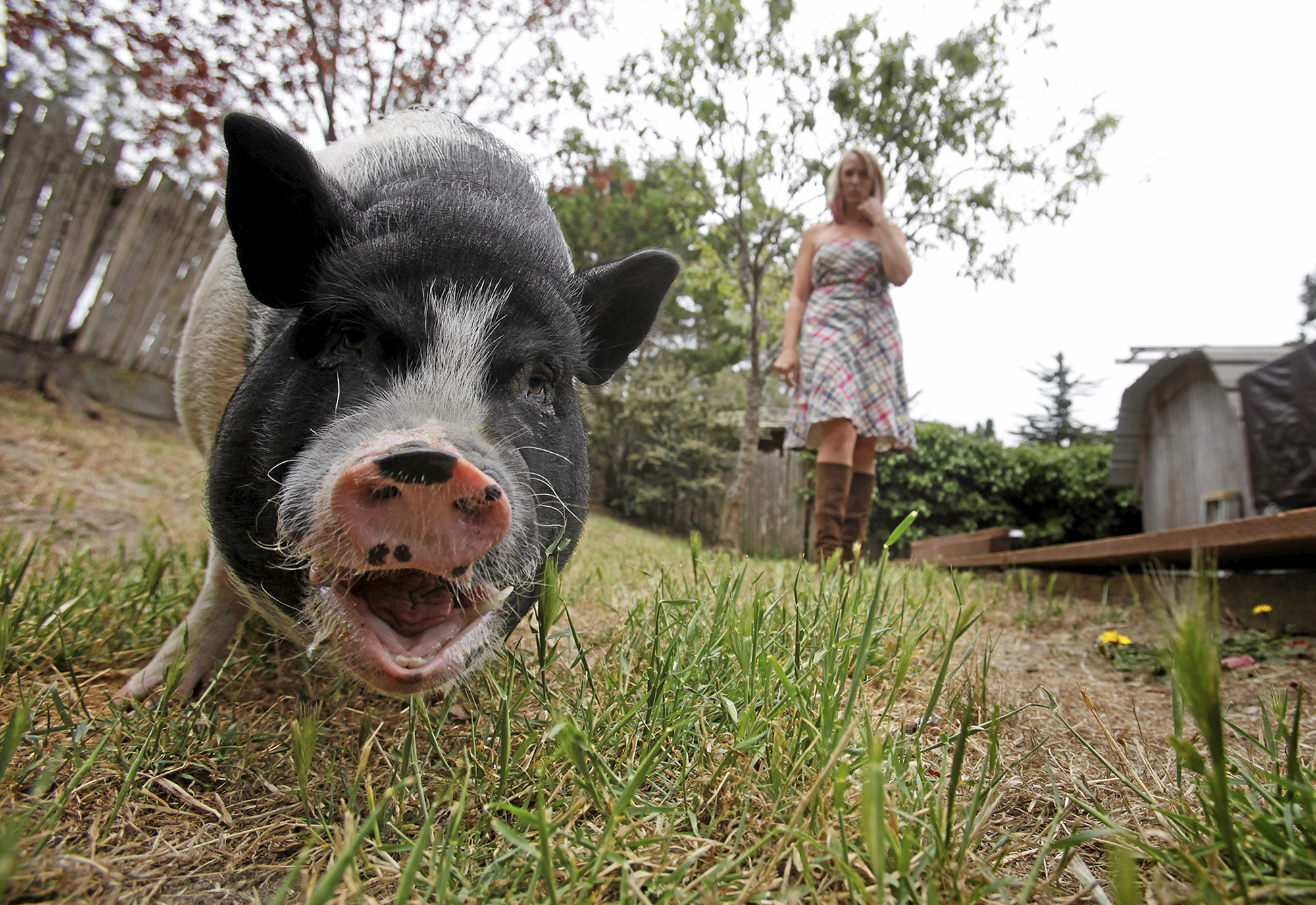 Paintings Of Pigs Farm Animals