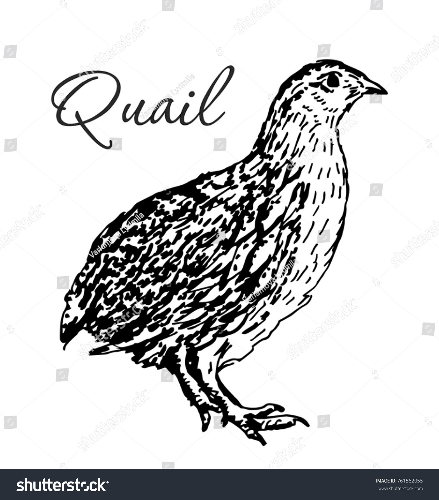 stock vector isolated quail bird engraved art organic sketched farming birds use for restaurant menu