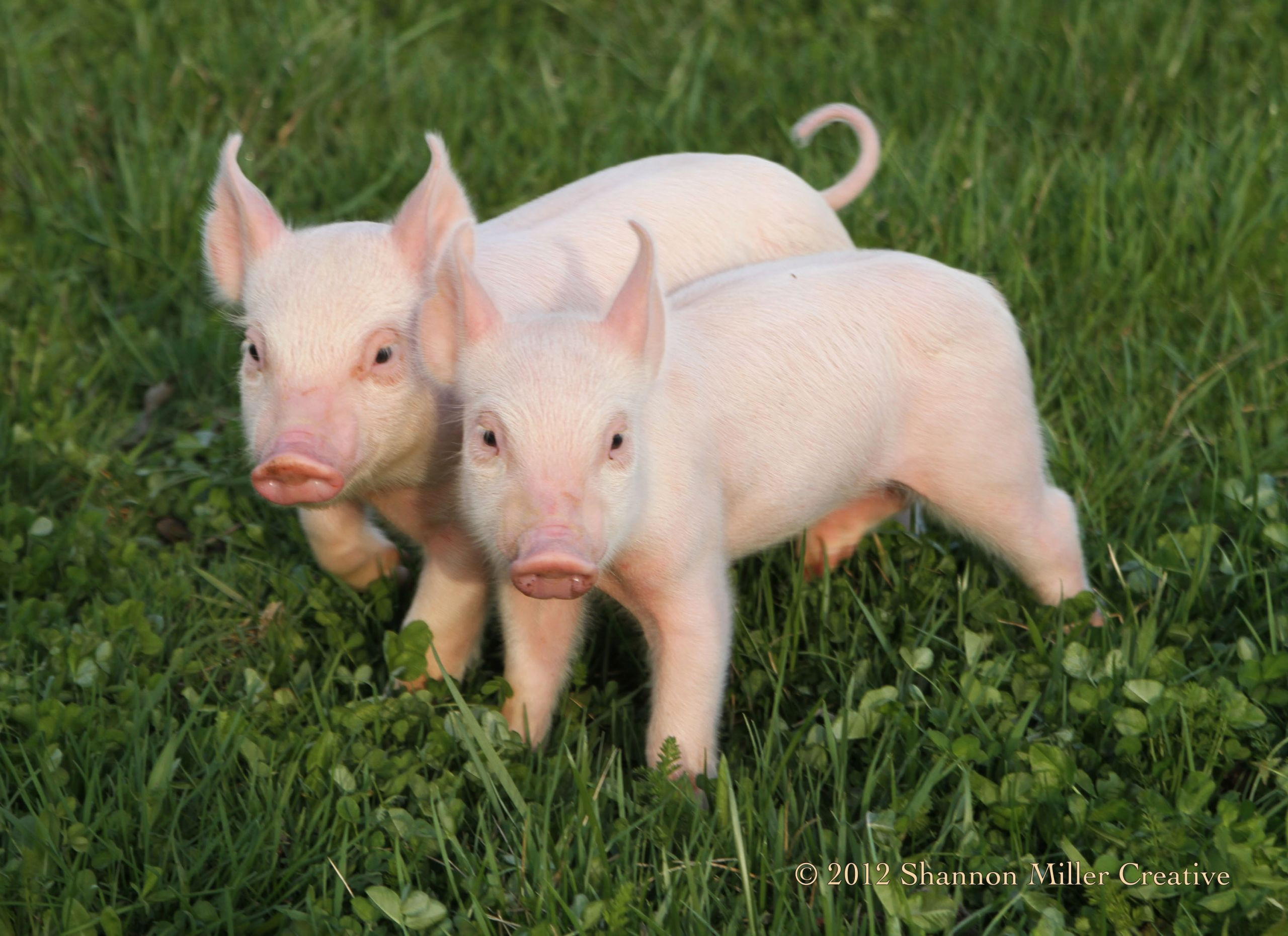 Photos Of Pigs Farm Animals