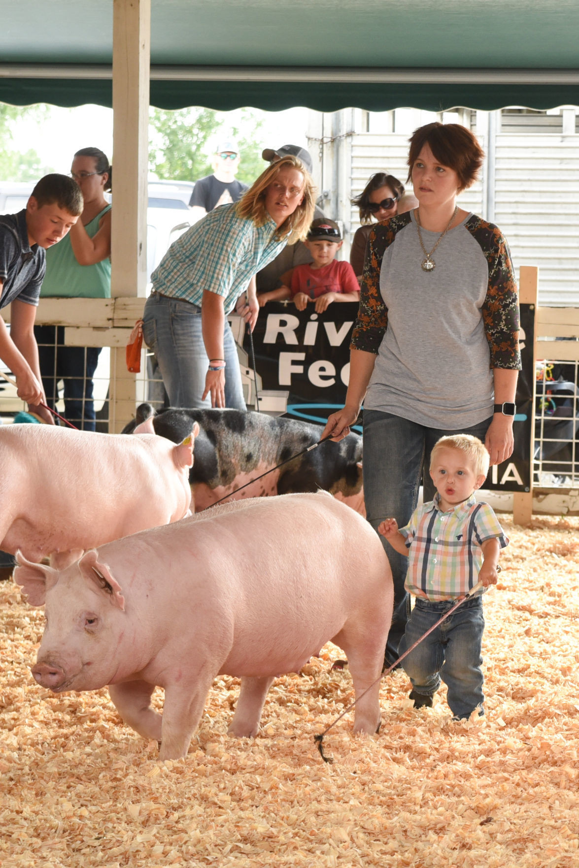 Photos Of Pigs Farm Animals