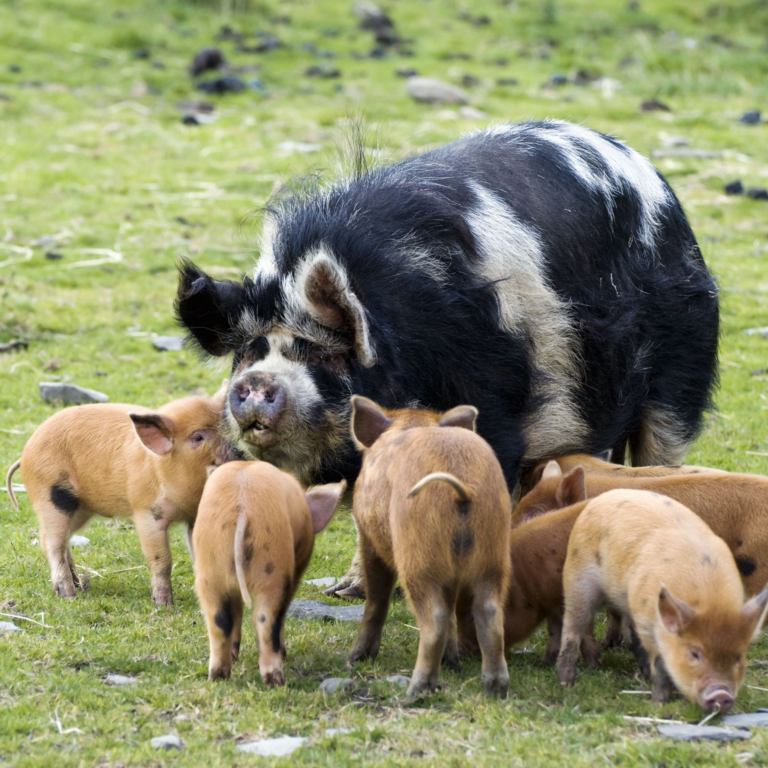 kune kune pig with wild boar cross piglets pertshire scotland united kingdom 59a5d fa3a c8b