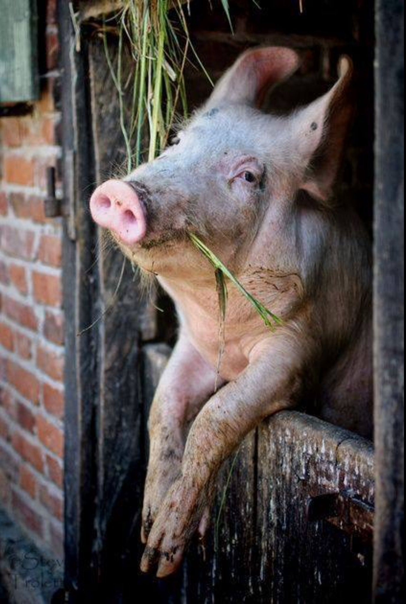 Pig Images Farm Animals