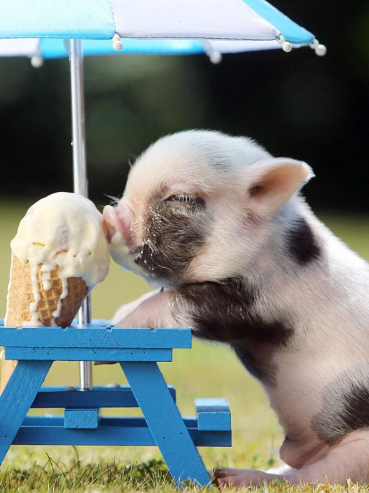 Pig Images Farm Animals